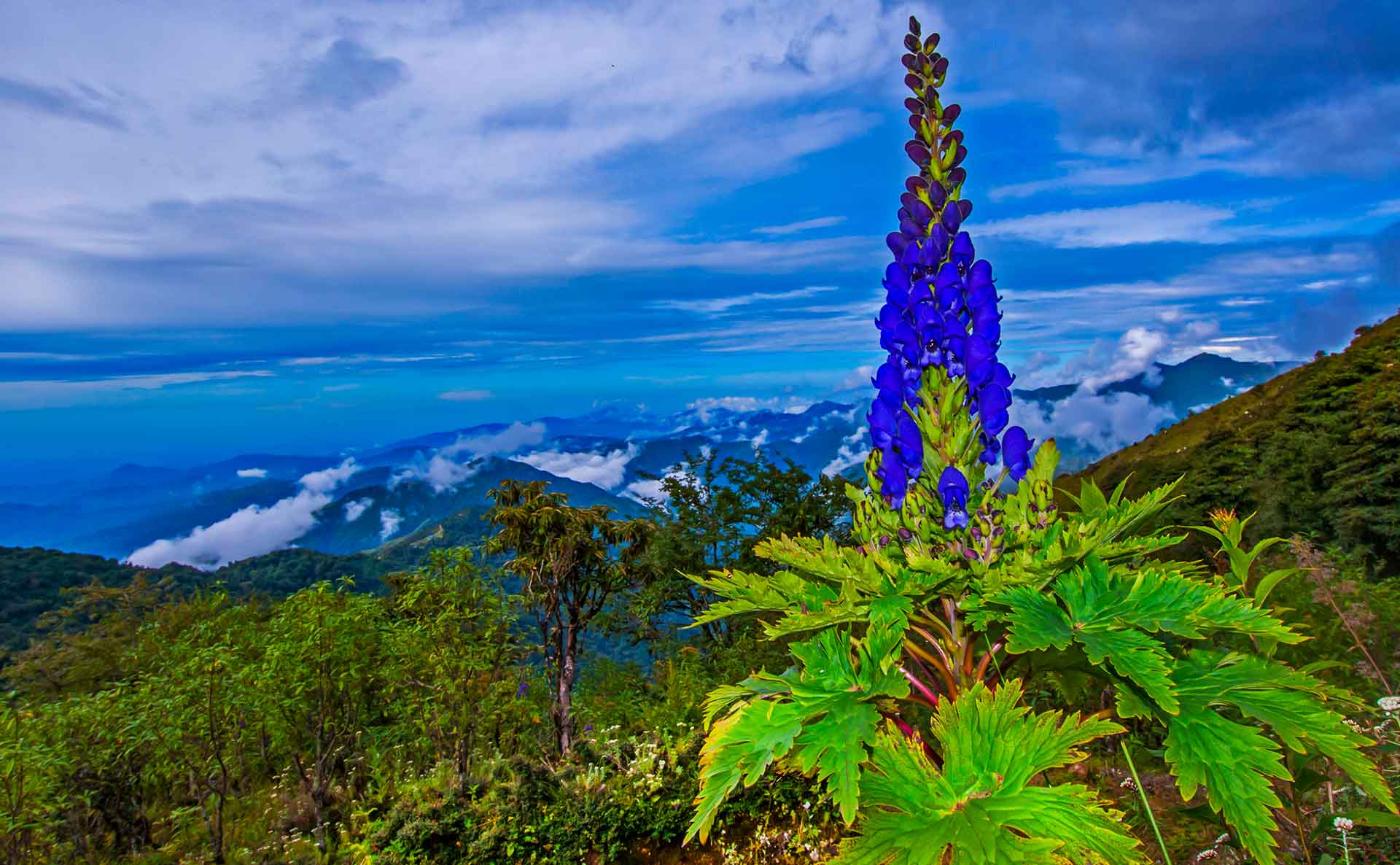 A wide variety of ground flowering plants are found in the park — aconites (seen here), primulas, cotoneasters, geraniums, arisemia, and meconopsis are among the prominent ones. Photo: Dhritiman Mukherjee