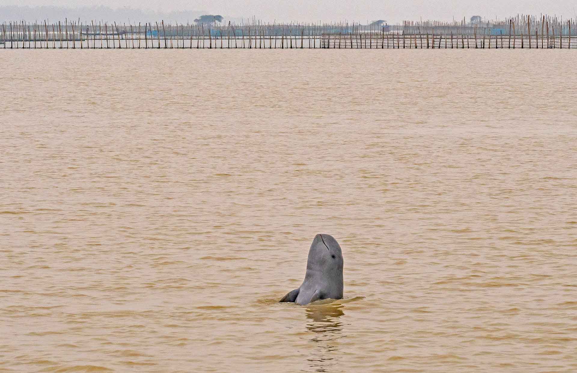 A Fine Balance: Irrawaddy Dolphins in Chilika Lake