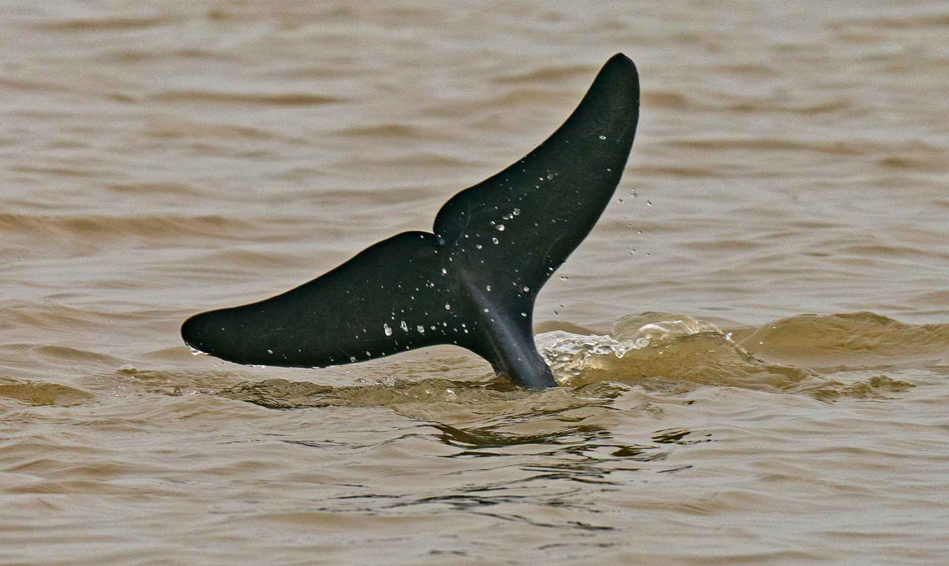odisha-chilika-irrawaddy-dolphin-tail-out-of-water