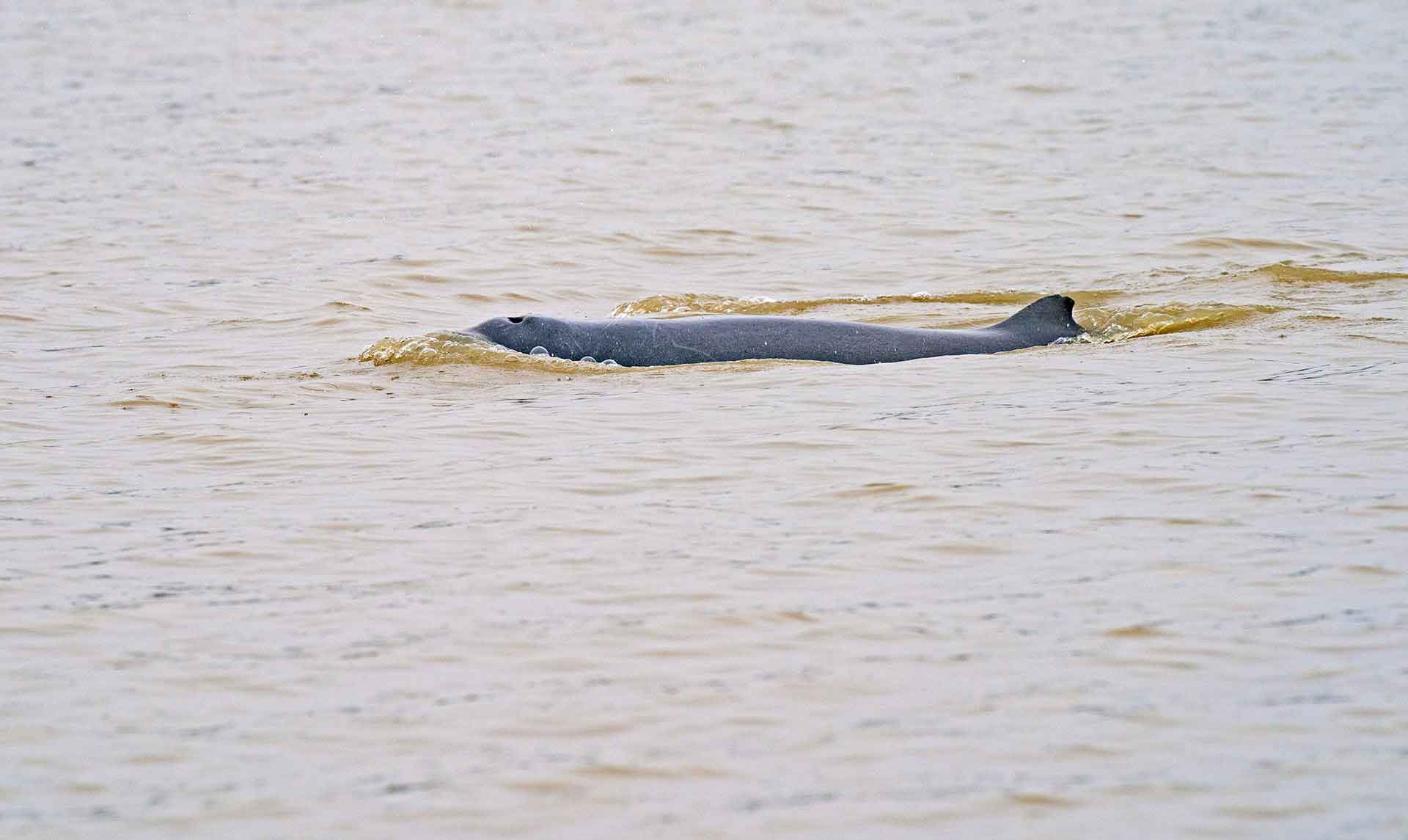 odisha-chilika-irrawaddy-dolphin-swimming-dorsal-fin