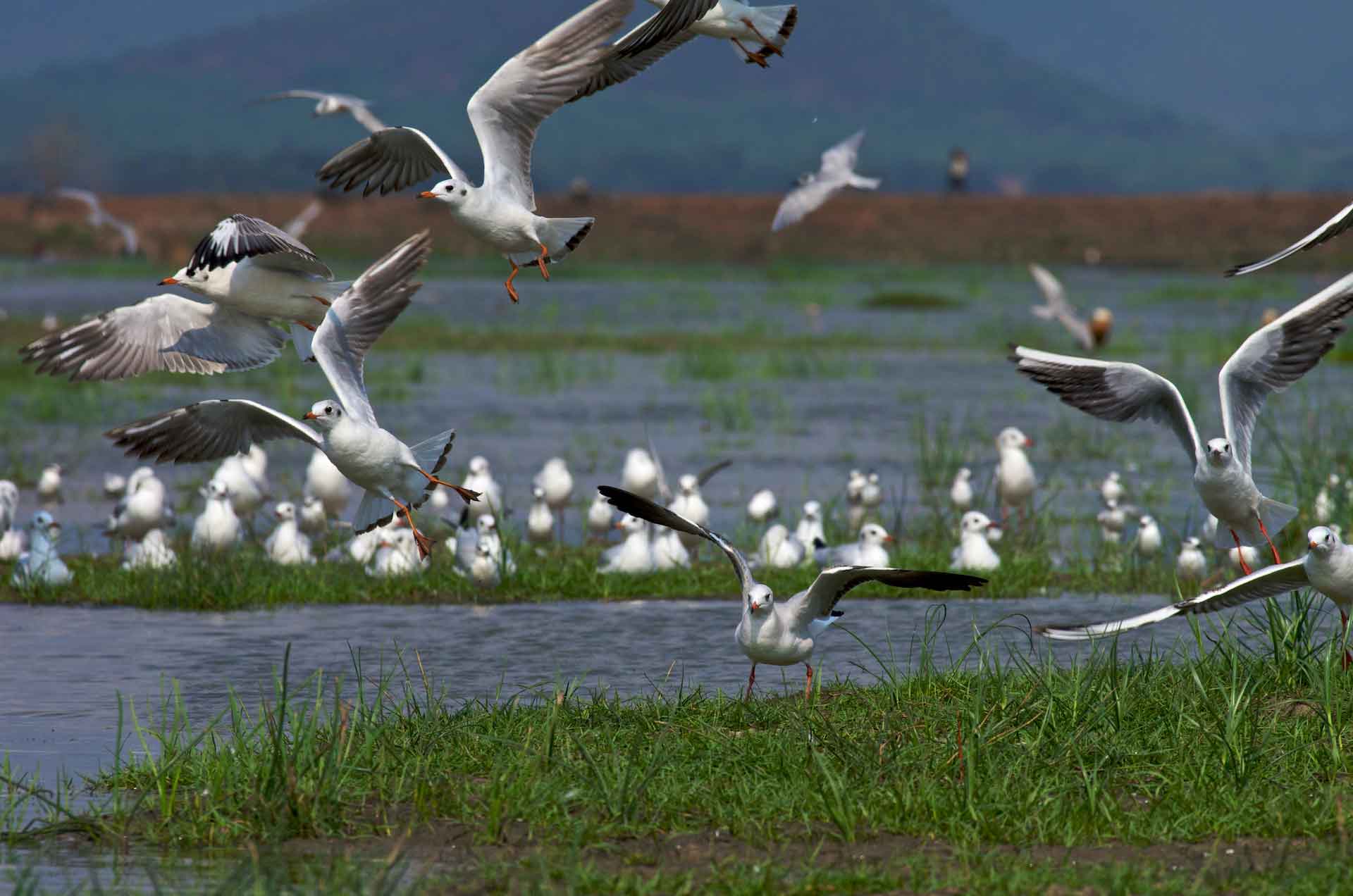 odisha-chilika-brown-headed-gulls-flock