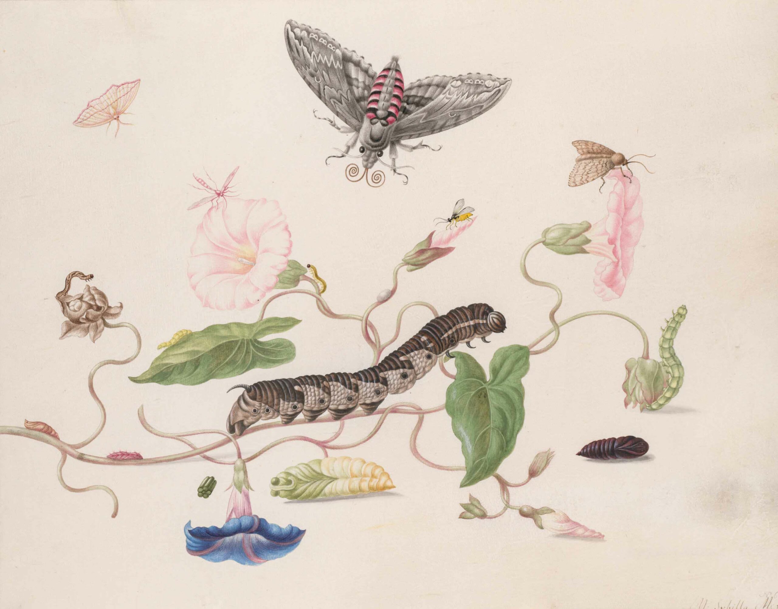 Fluttering to the Flame: Moths in Art, Literature, and Poetry