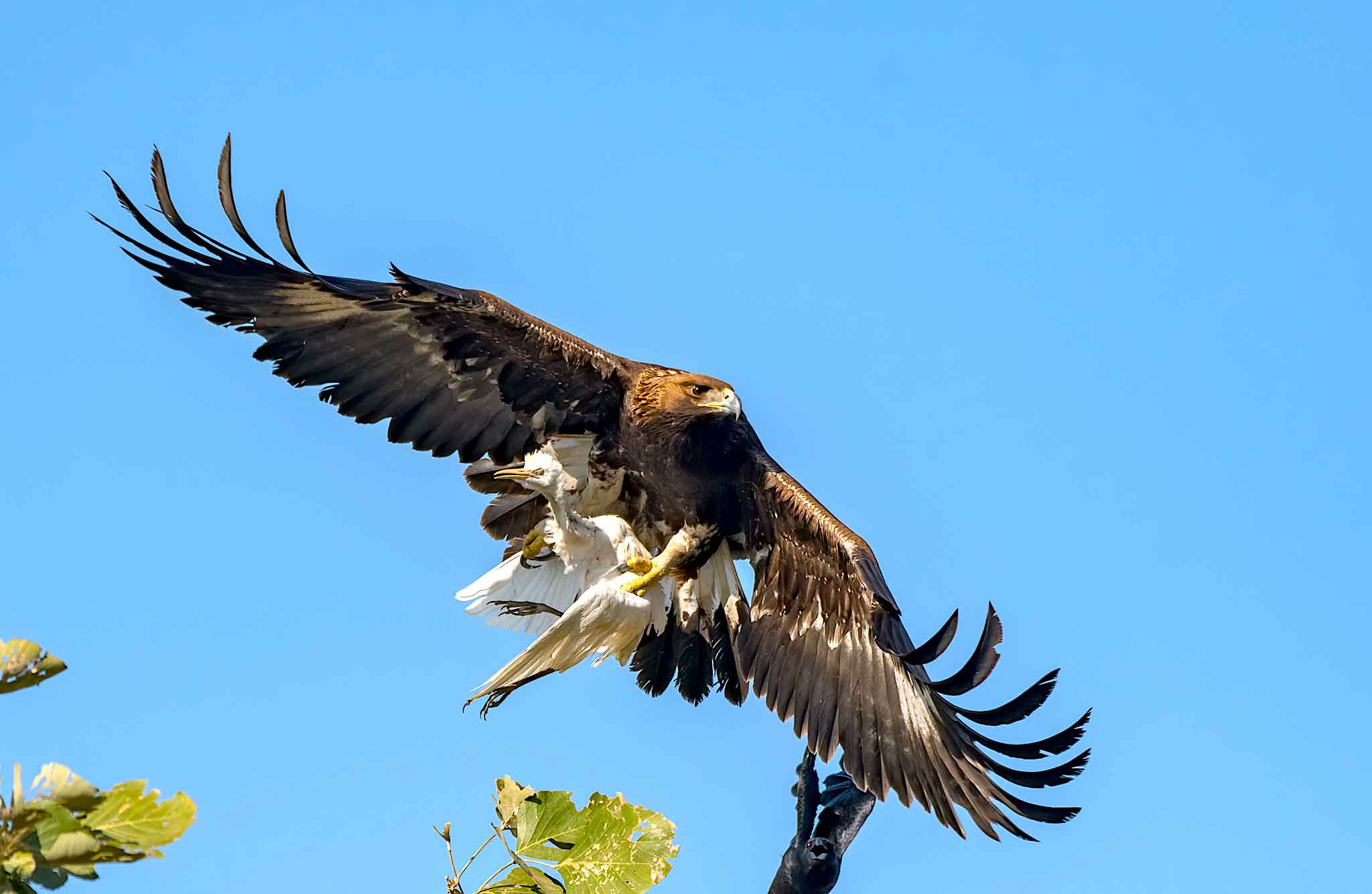 Skylords: View from the Eagles’ Eyrie