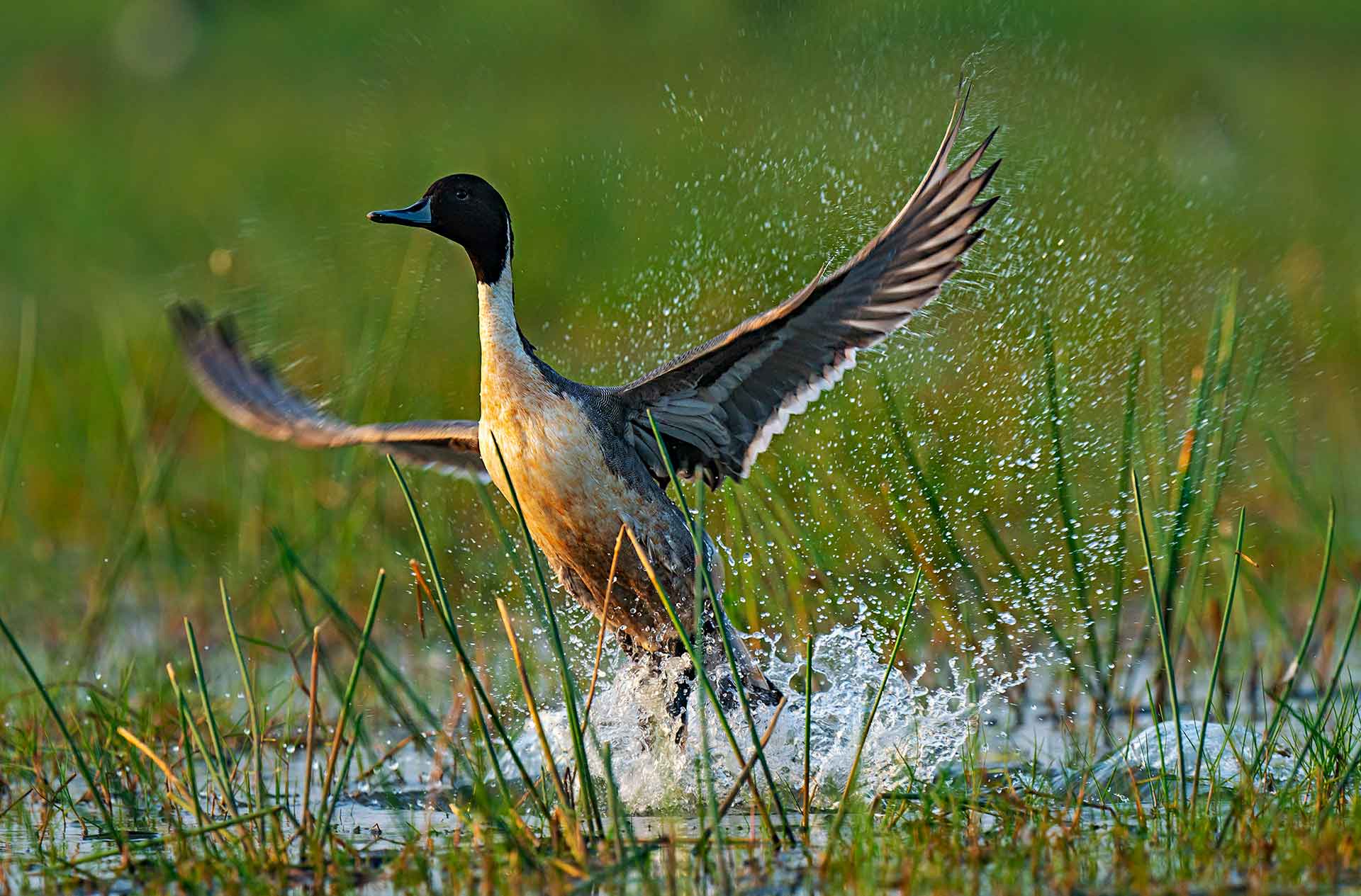 From Poachers to Protectors in Birding Hotspot Mangalajodi