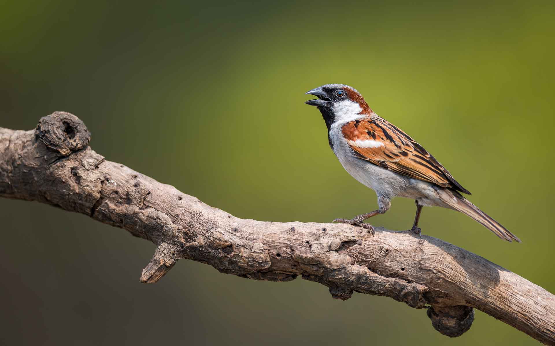 Sparrows: Fall of the Little Birds