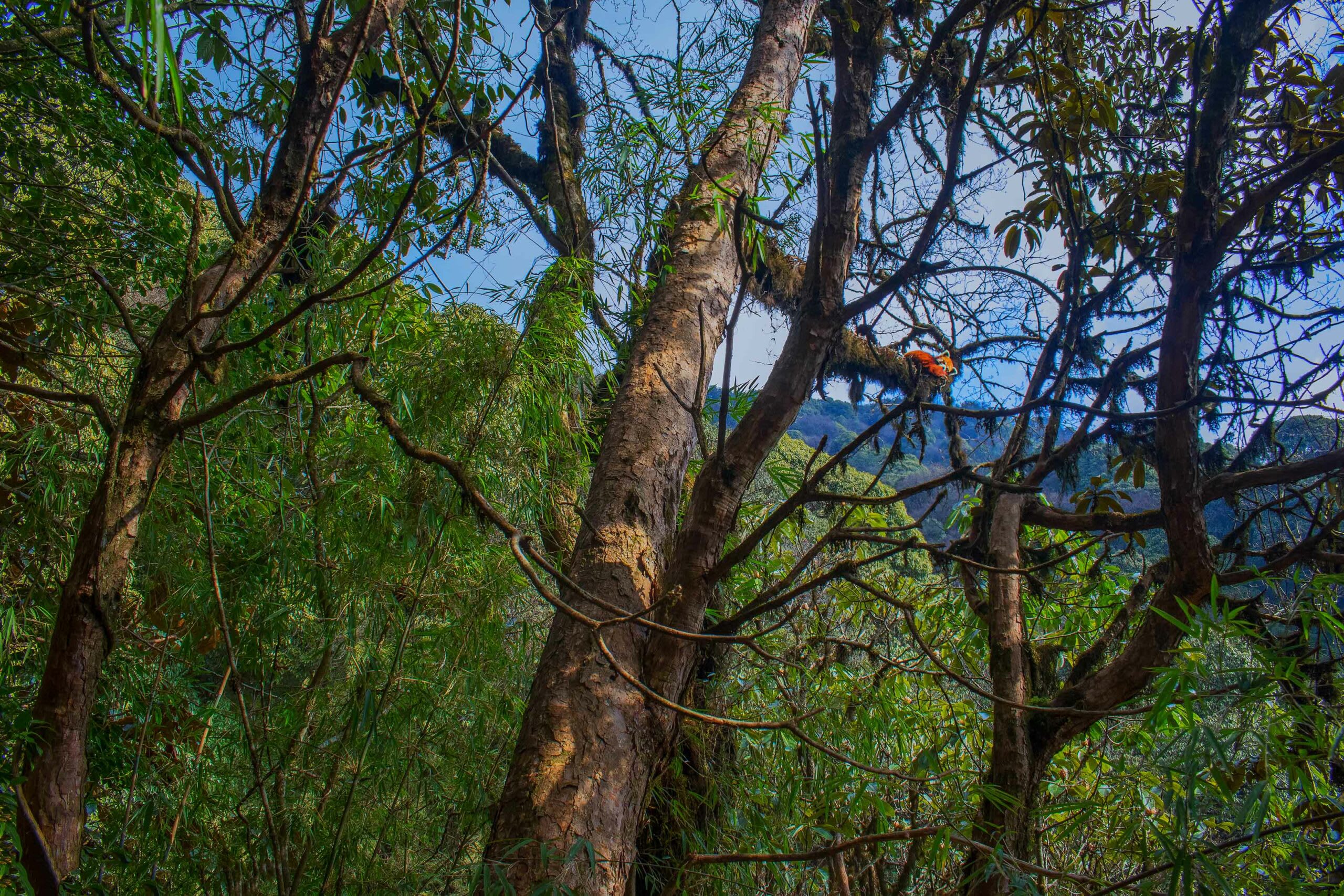 Red pandas are arboreal creatures found in the Eastern Himalayas of India. Their habitat encompasses sub-tropical, temperate, and some tropical forest areas. Mostly, they are found in “upper oak forests, mixed temperate forests, and sub-alpine kind of forest,” says Pradhan. “These habitats have huge trees, like oak, silver fir, and magnolia. Big, tall trees are very important to the species.” Photo: Sourav Mondal  Cover photo: Shivang Mehta