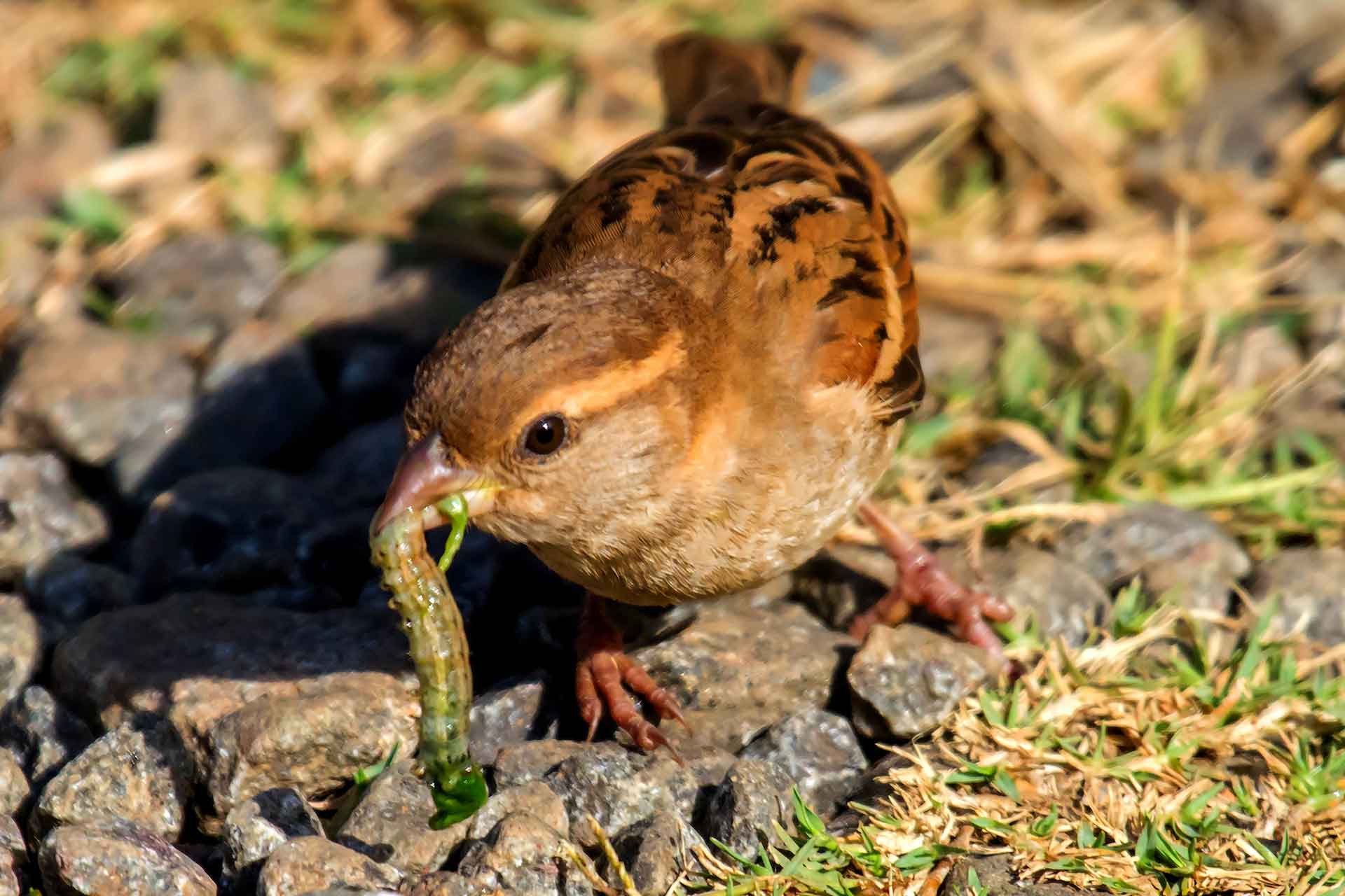 house-sparrow-catch-prey-beaks