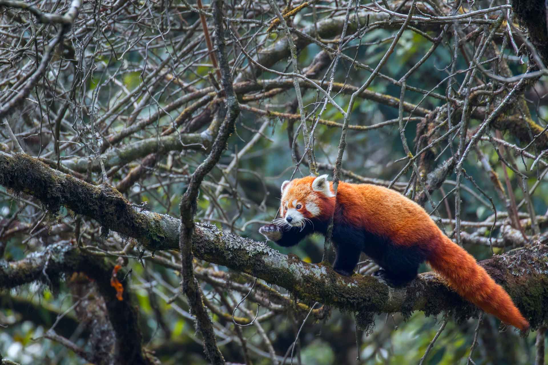 Encounters With The Red Panda The Elusive Bear Cat Of The Himalayas Roundglass Sustain