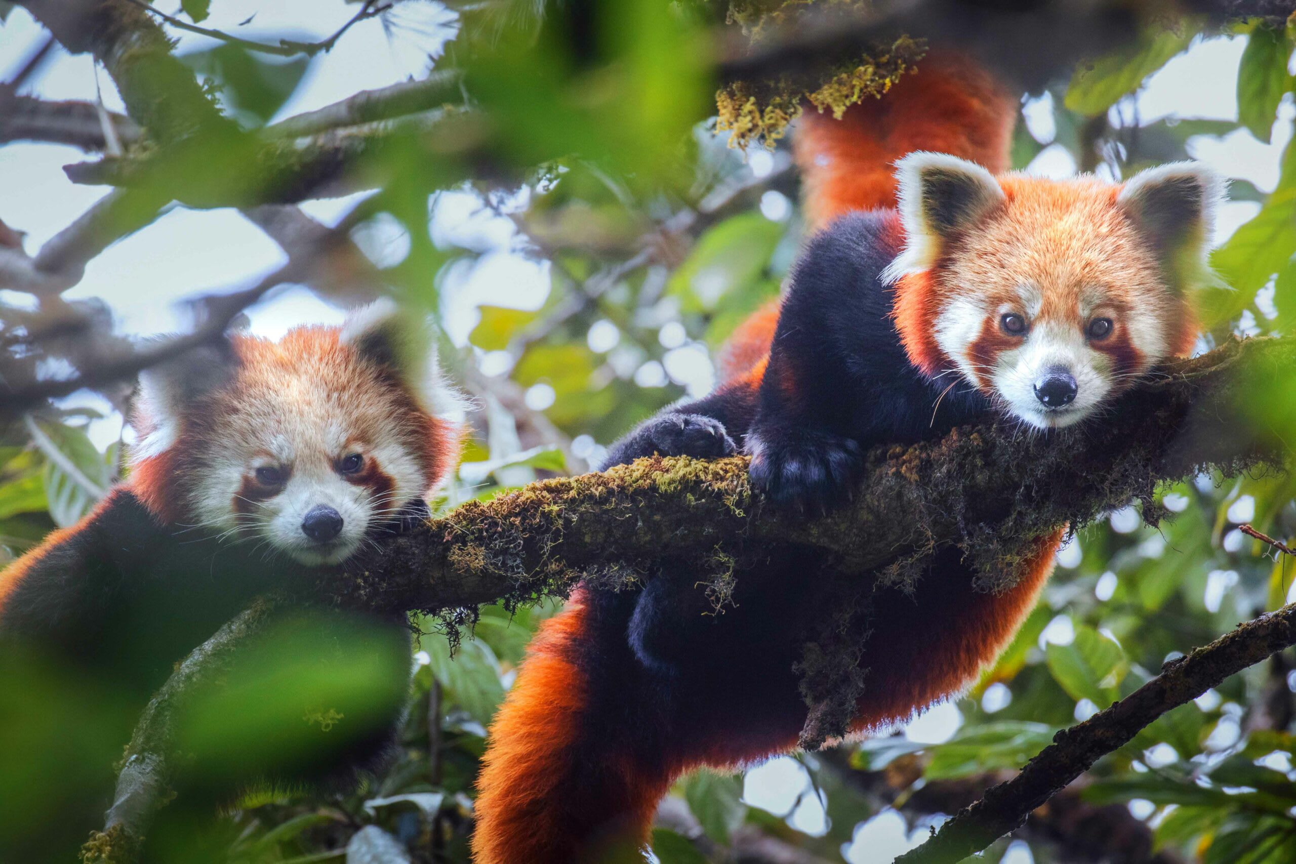 Cubs accompany mothers for a year, after which they disperse, and the mother resumes her solitary lifestyle, till the next breeding season. Pradhan says the role of the males is hard to say, as it is not easy to make out the difference between males and females. “Even in the wild, when we saw a mother and cubs, we knew it was the mother because we saw her suckling.” Photo: Sourav Mondal