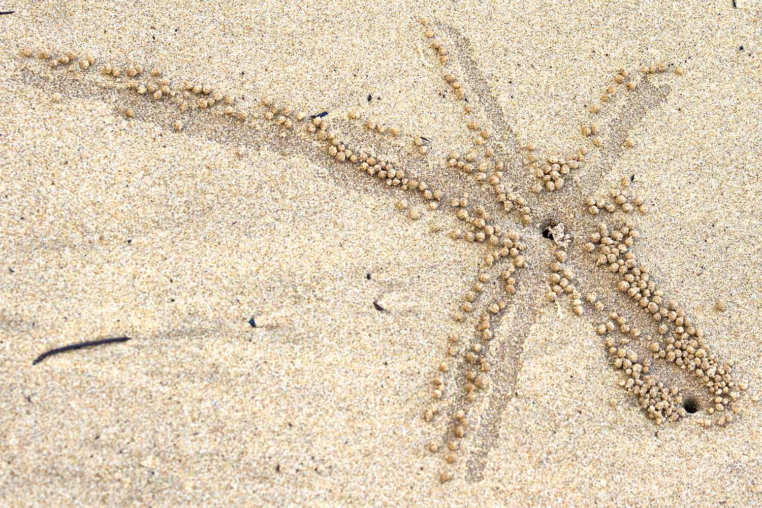 sand-bubbler-crab-scopimera-sand-patterns