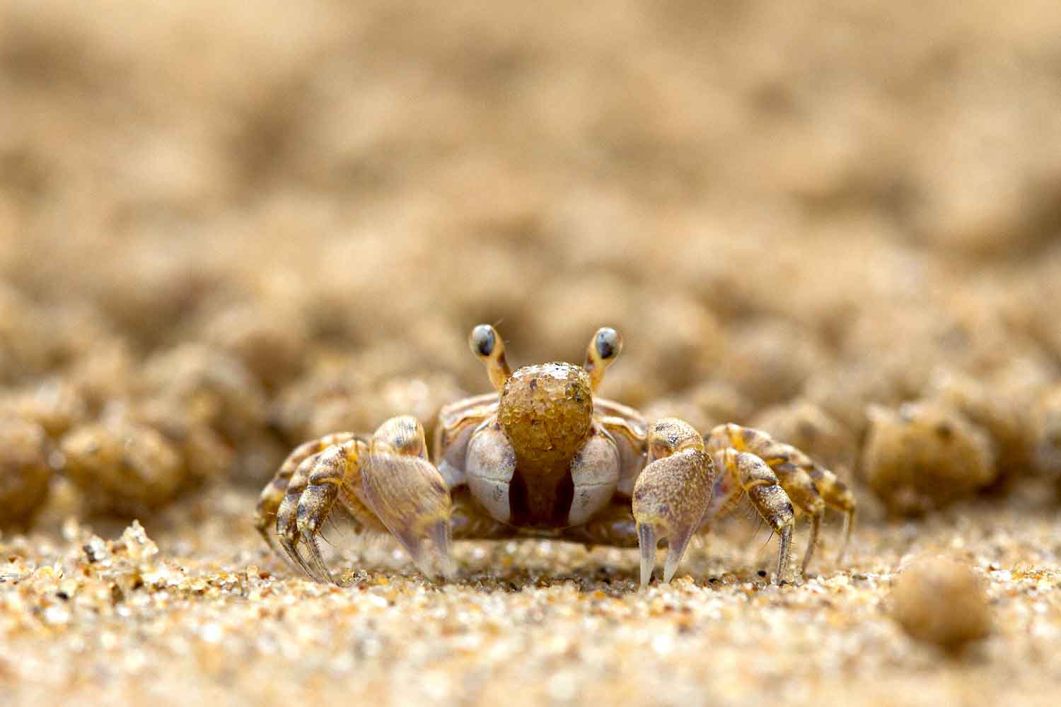 sand-bubbler-crab-scopimera-close-up-sand-bubbling