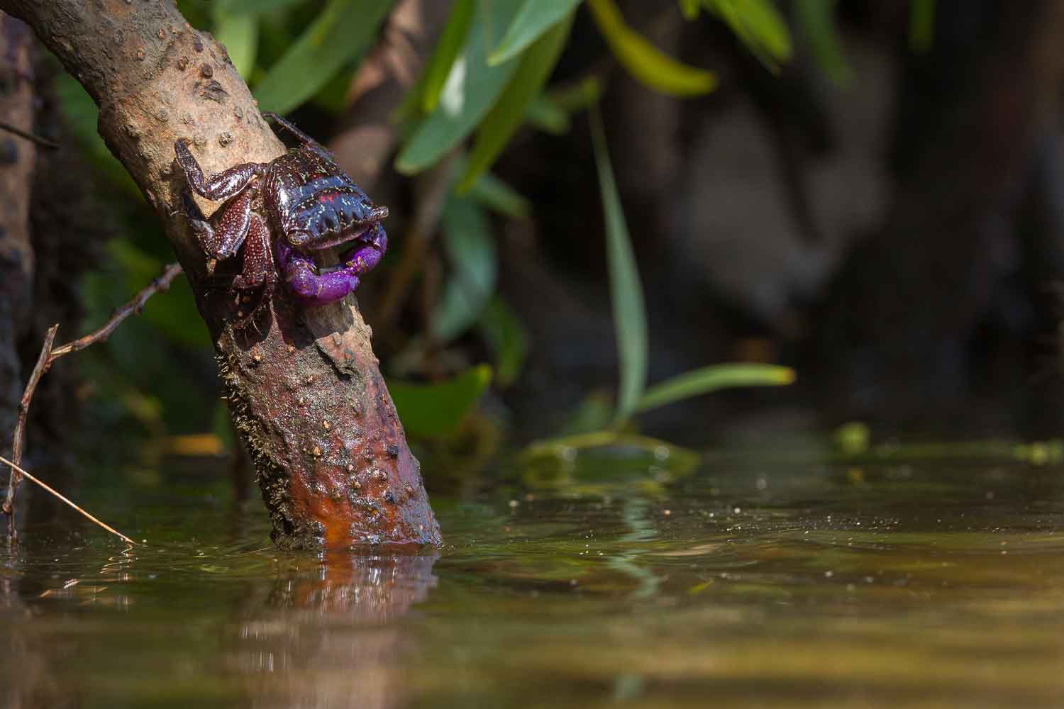 The purple-claw mudflat crab  (Metopograpsus latifrons) is a bright purple crab found in the mangroves amidst the roots of Avicennia and Rhizophora trees. This species belongs to the same family (Grapsidae) as the mottled/shore crab and has a similar diet.