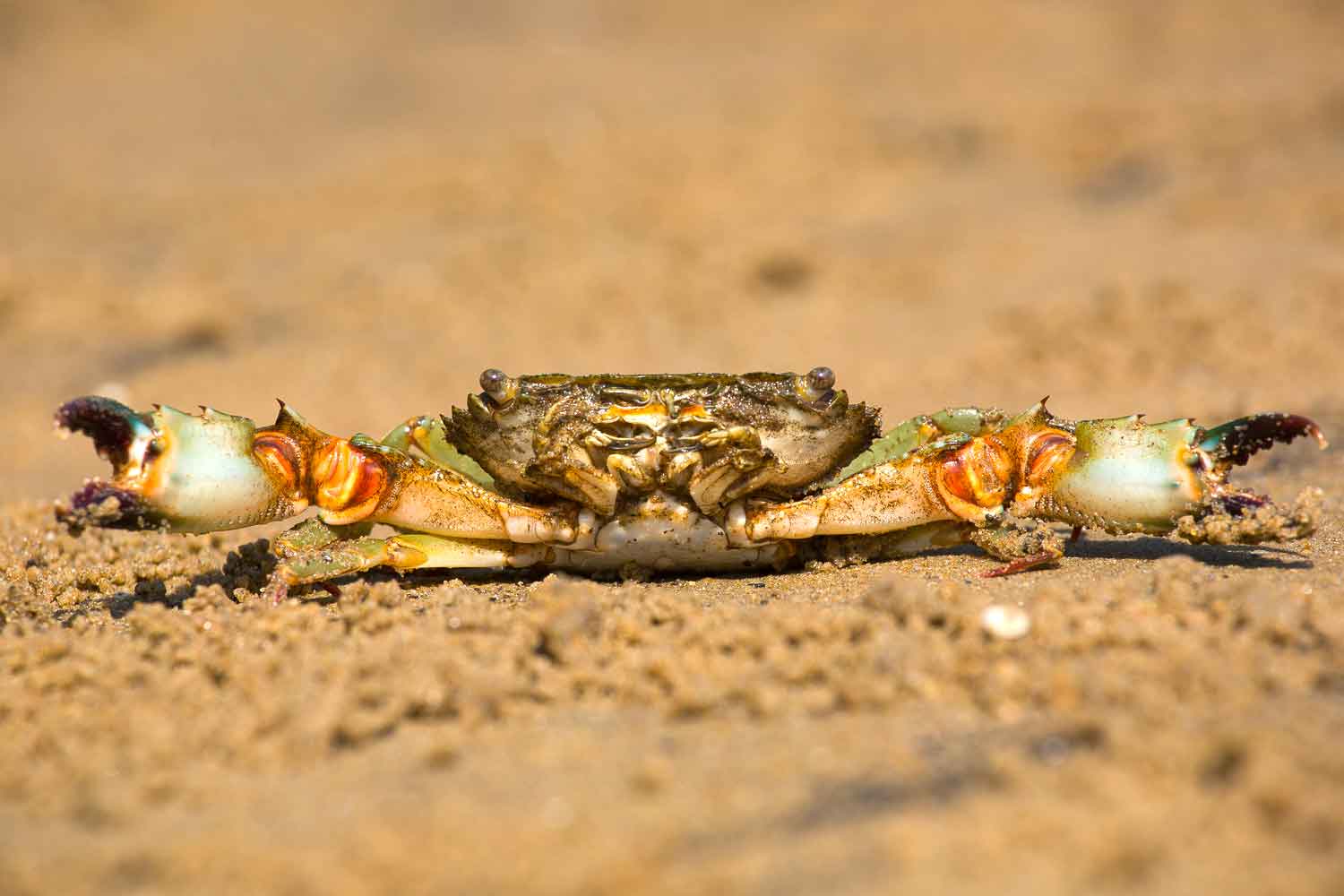 A mangrove swimming crab  (Thalamita crenata) shows off its imposing claws as it slowly crawls back to safety. This species lives in the intertidal zones of mangroves, where it hunts bivalves and crustaceans underwater. The last pair of legs are flattened in this crab family (Portunidae) act as paddles that aid swimming. Along with the mud crab, this species is harvested for the table.