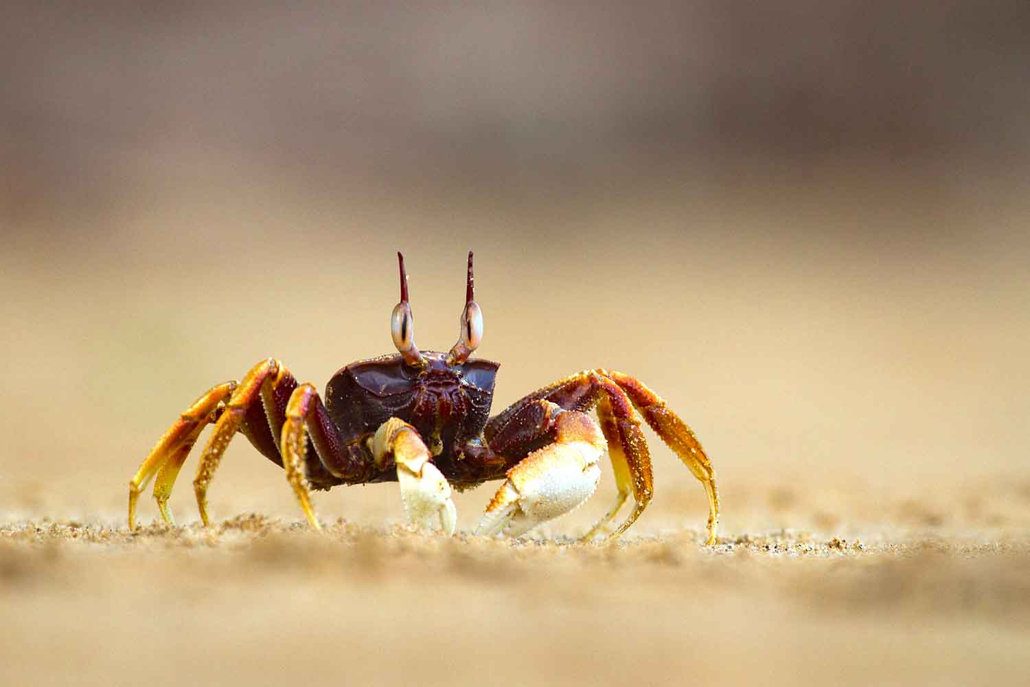 horned-ghost-crab
