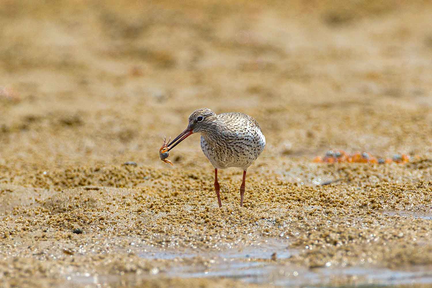dotilla-myctiroides-soldier-crab-hunted-spotted-redshan