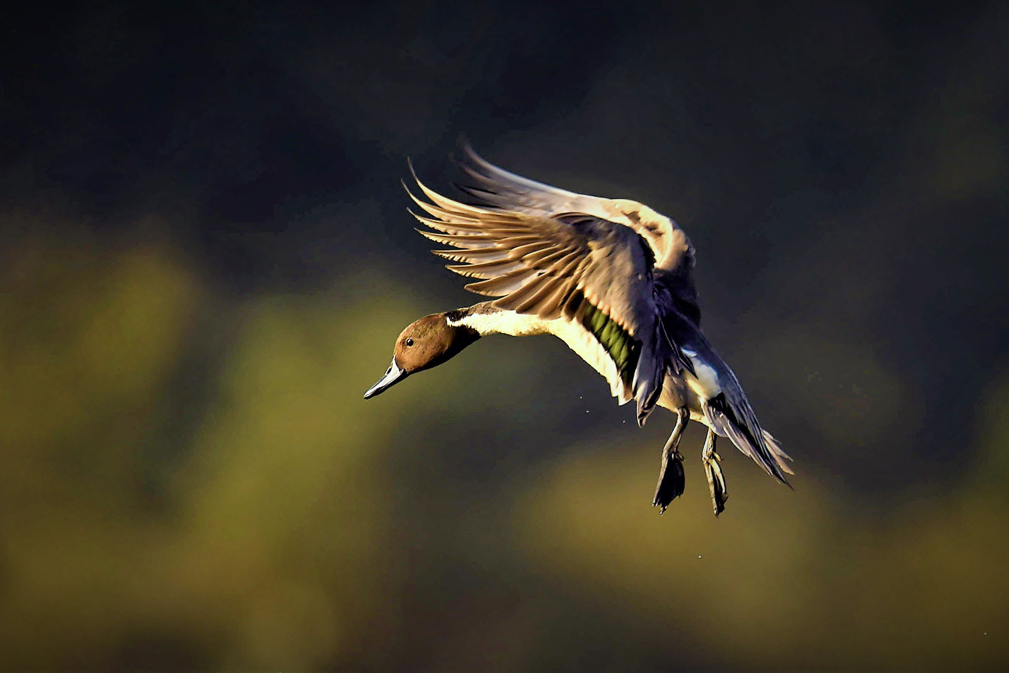 ankasamudra-northern-pintail
