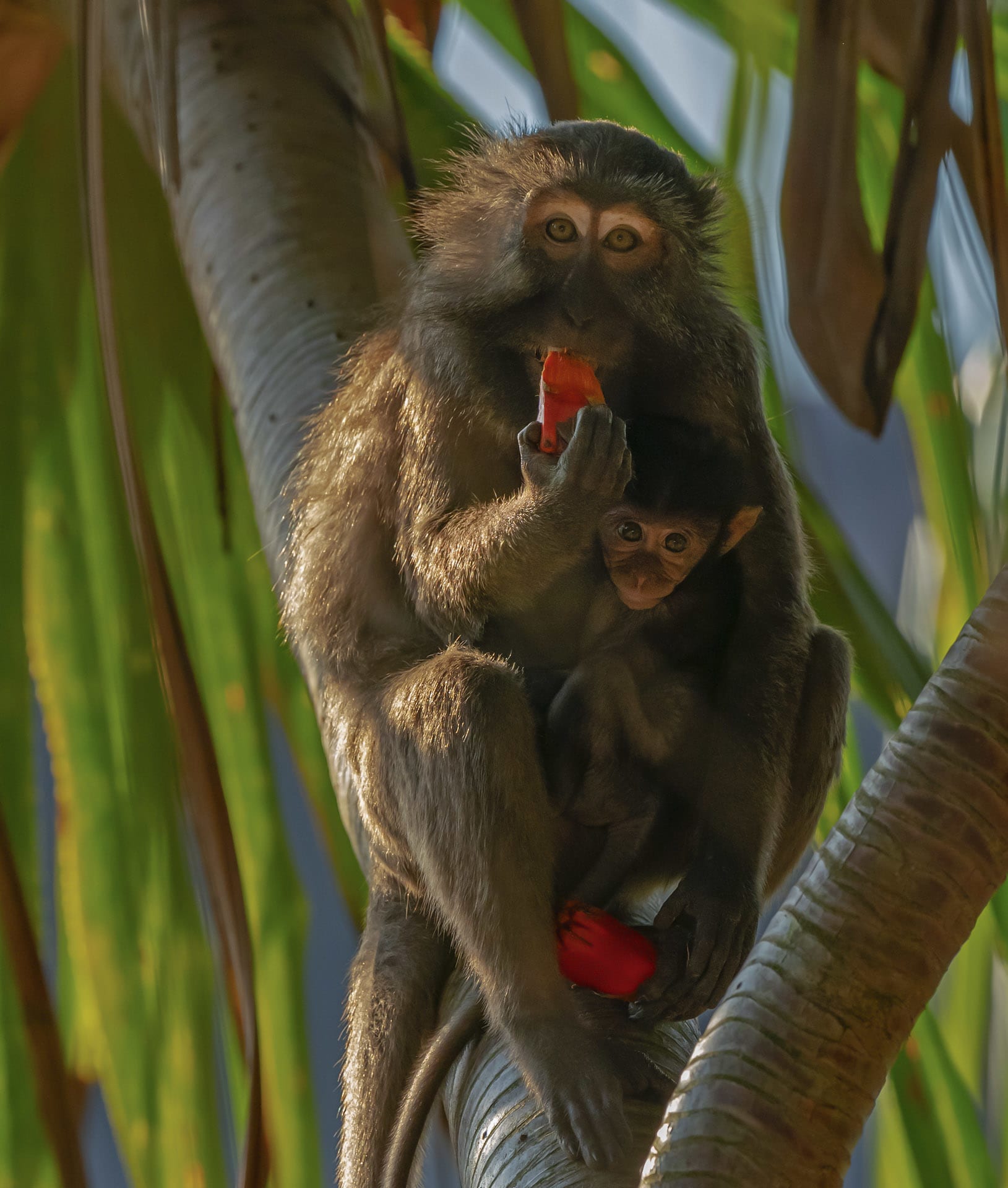 Nicobar Long-tailed Macaques in a Bind 