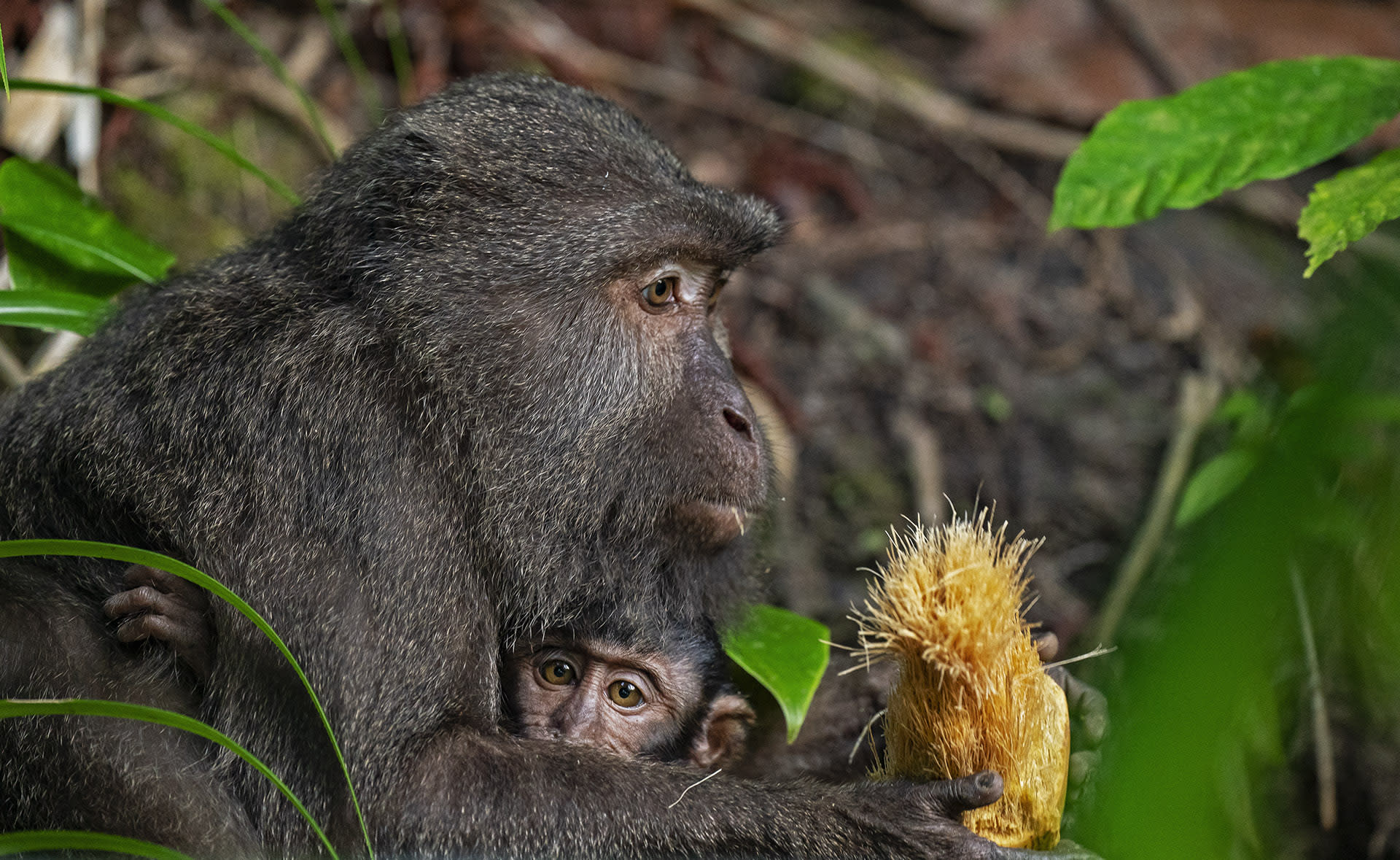 nicobar-long-tailed-macaque-two-fruit-pandanus-screw-pine-tree
