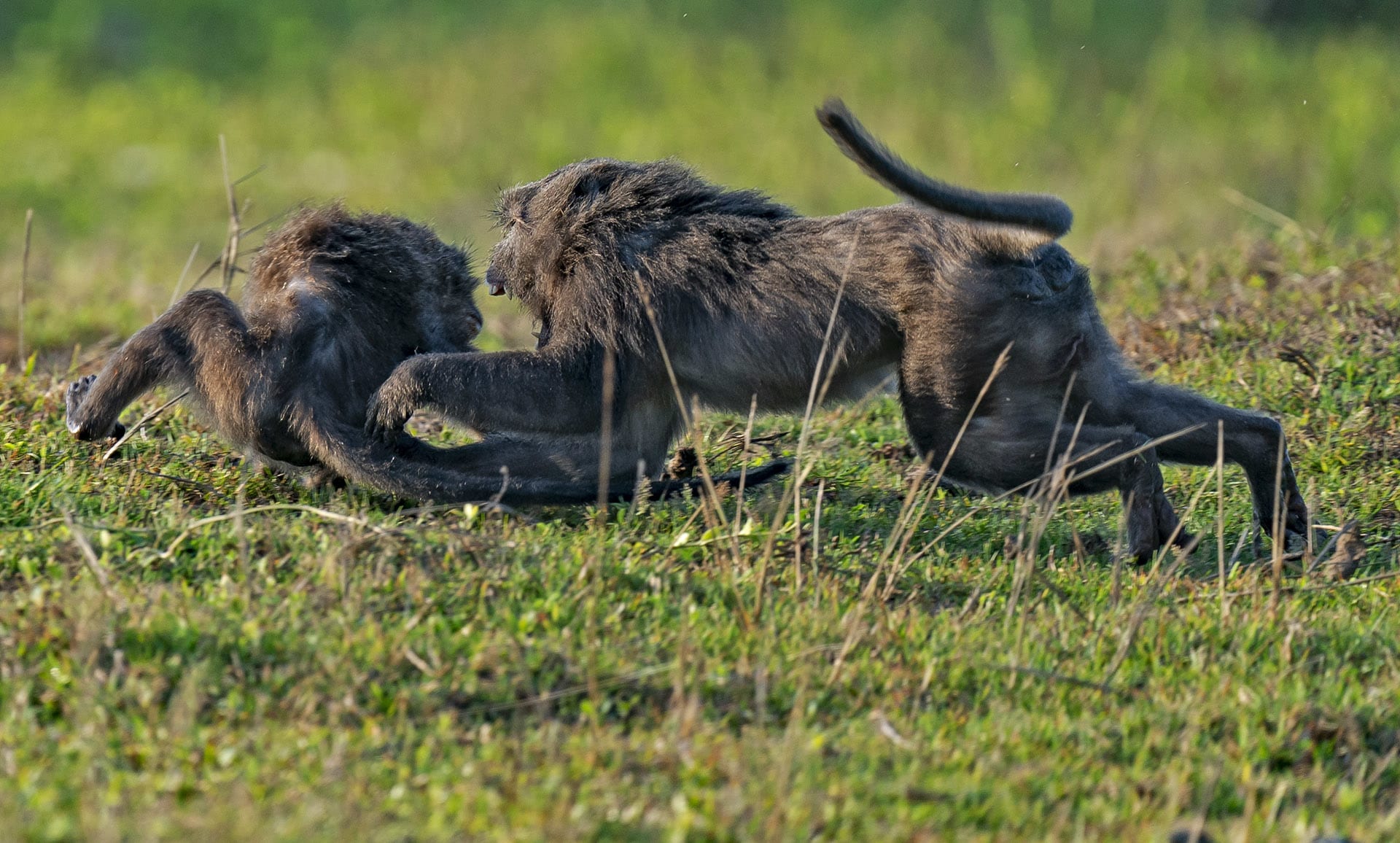 nicobar-long-tailed-macaque-two-social-running