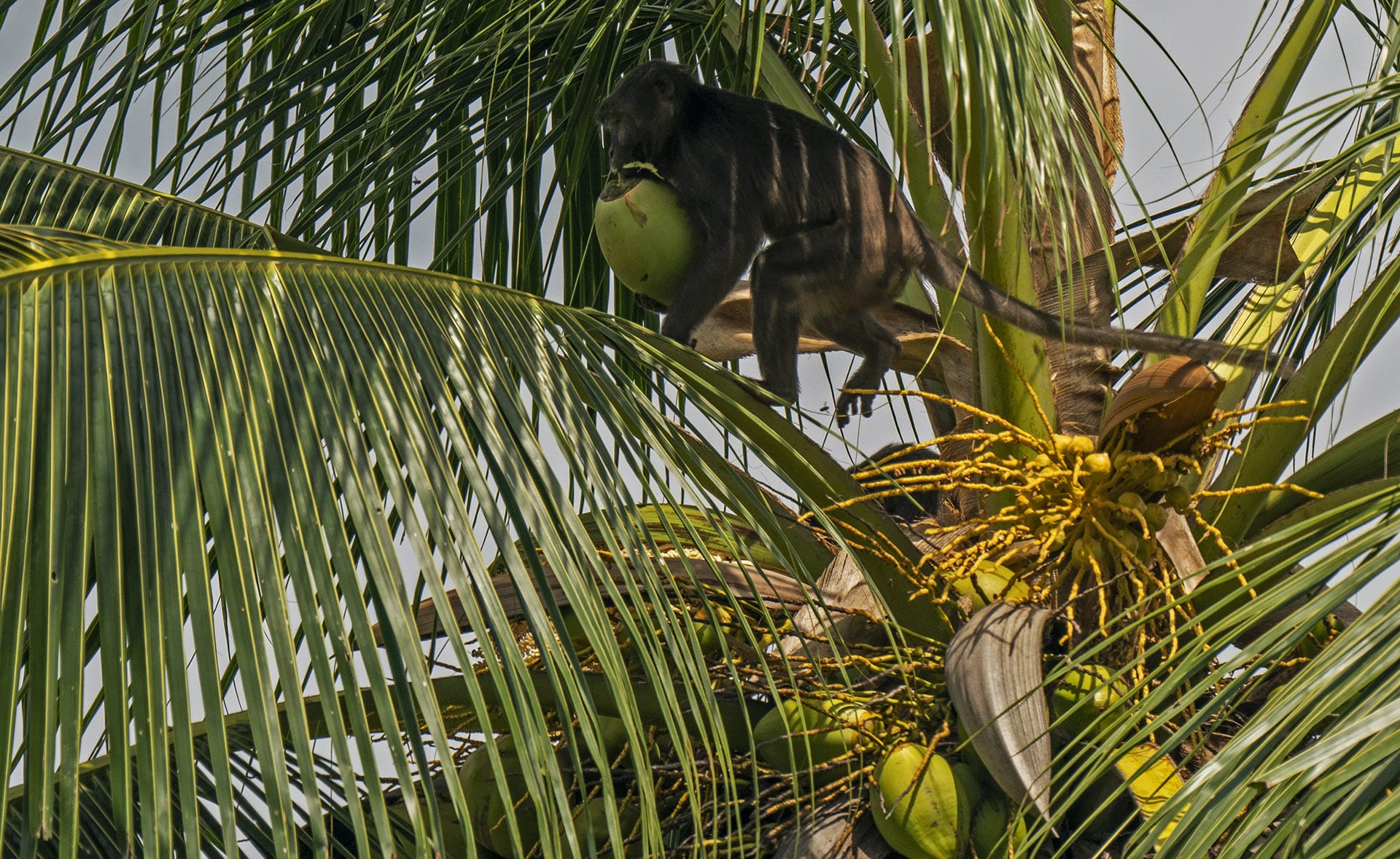 nicobar-long-tailed-macaque-feed-coconut-tree-running