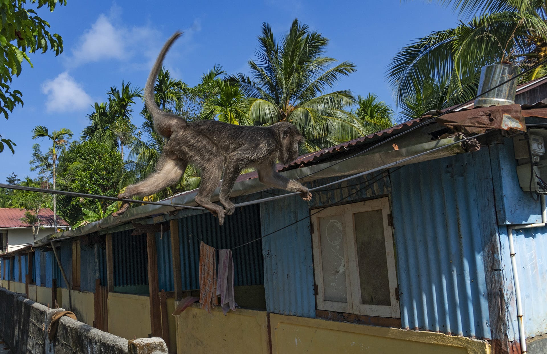 campbell-bay-nicobar-long-tailed-macaque-urbanisation-human-house