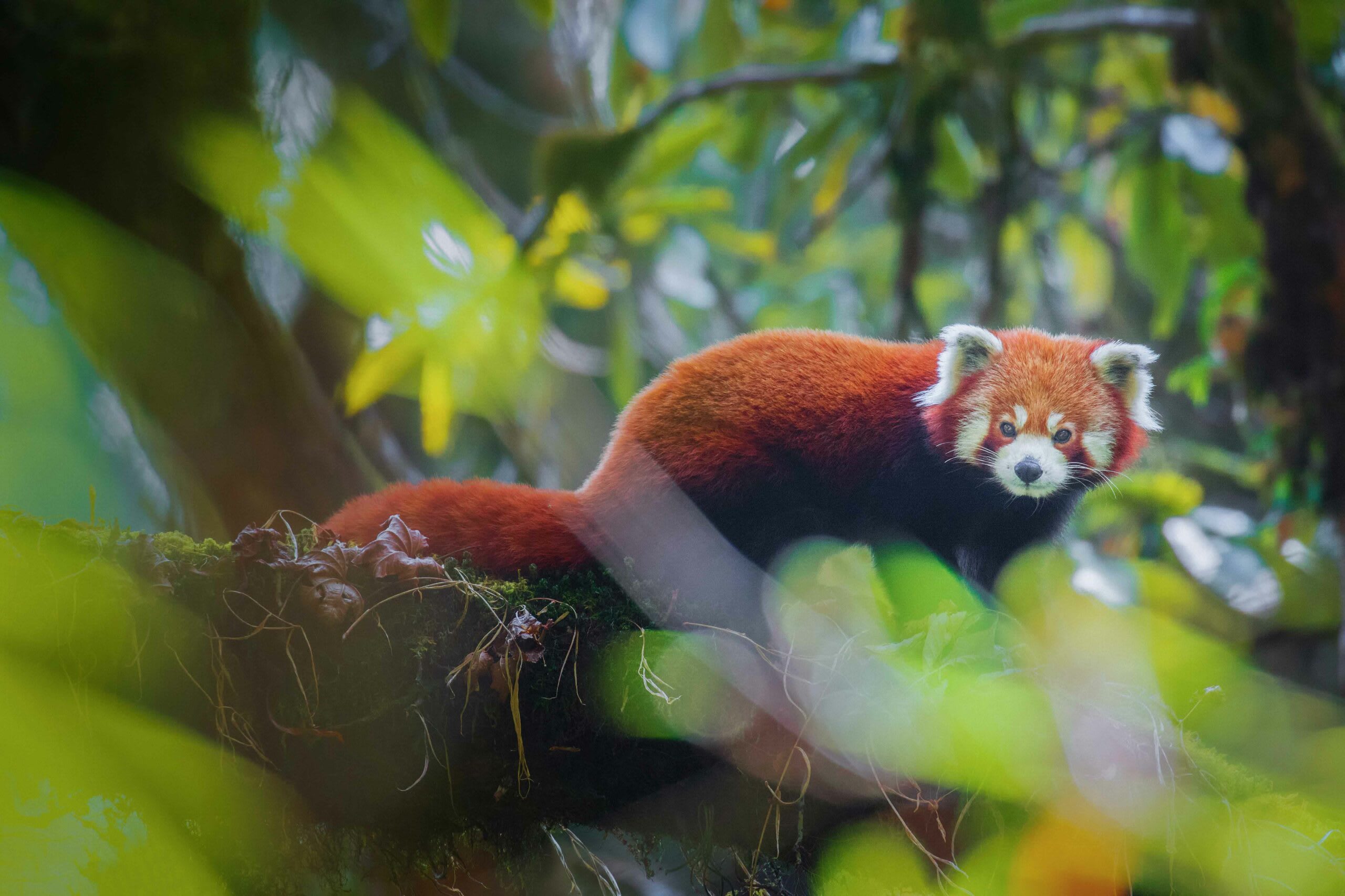 According to Pradhan, about 60 per cent of India’s red pandas live outside protected areas, in managed landscapes. “This is happening in Sikkim and Darjeeling, so this is where conservation attention is needed,” says Pradhan. “These areas are often similar in landscape to the protected areas, and on the fringes of these zones, but they are outside the purview of the conservation paradigm, often on personal property.” Photo: Sourav Mondal