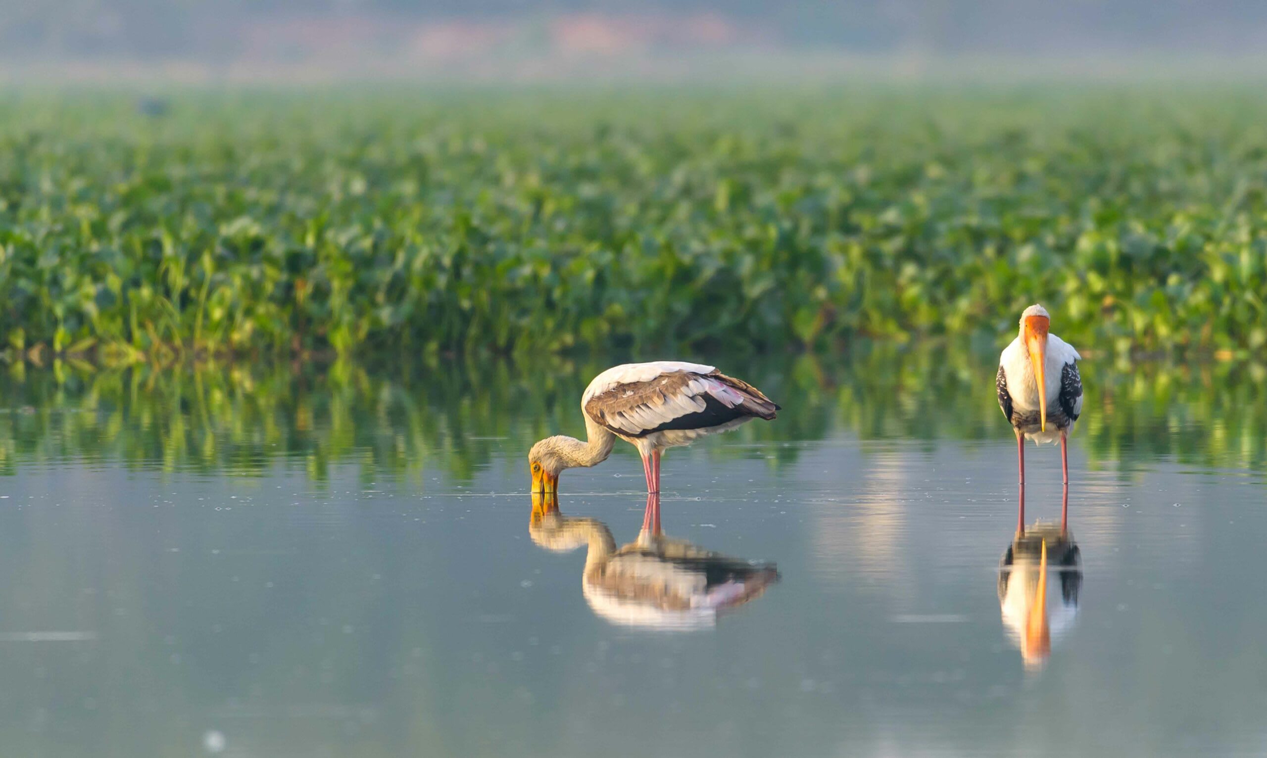 Rich Birdlife Call Attention to Delhi’s Disappearing Wetlands