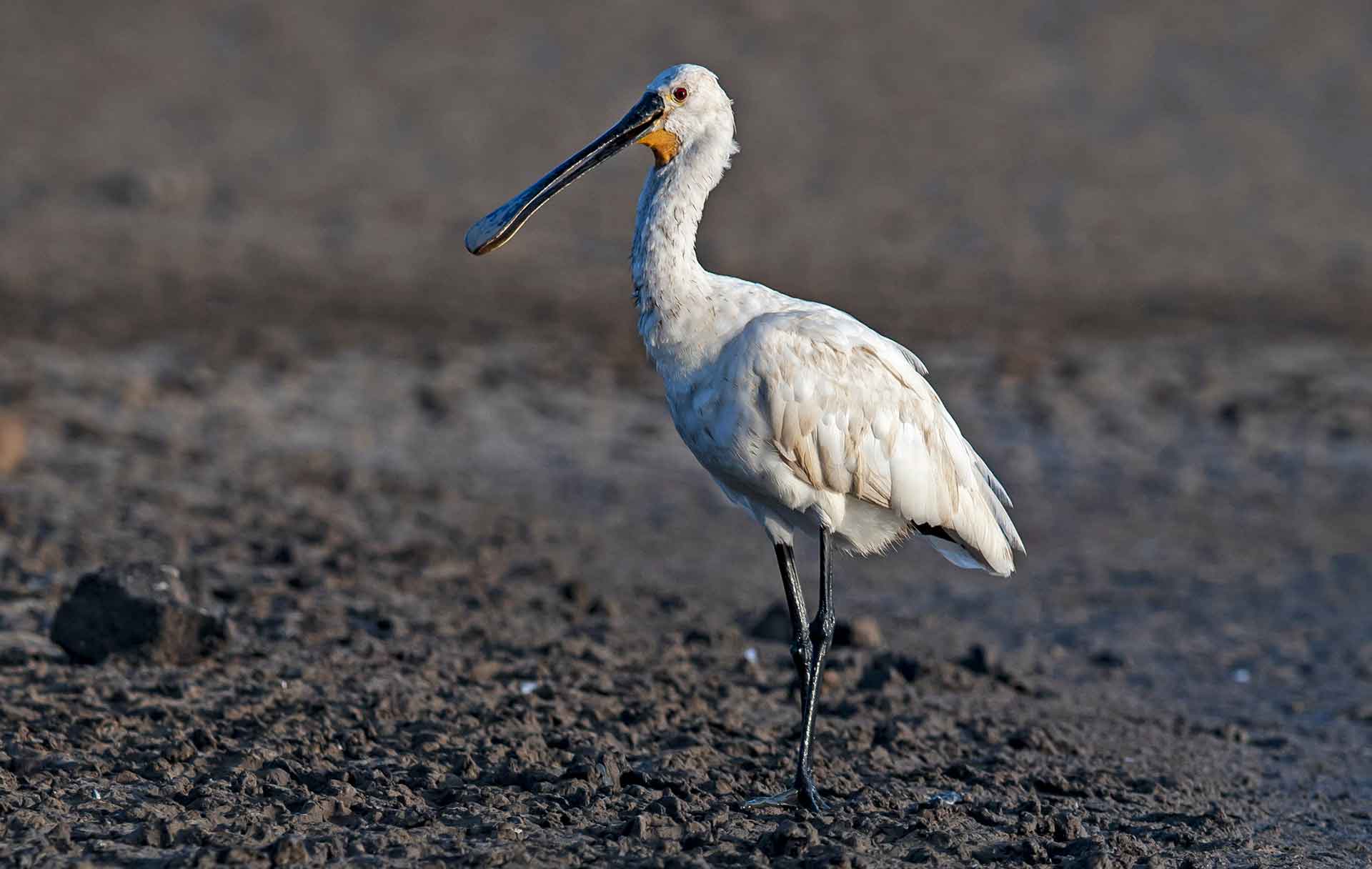 Eurasian spoonbill