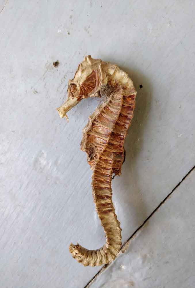 Sea horse