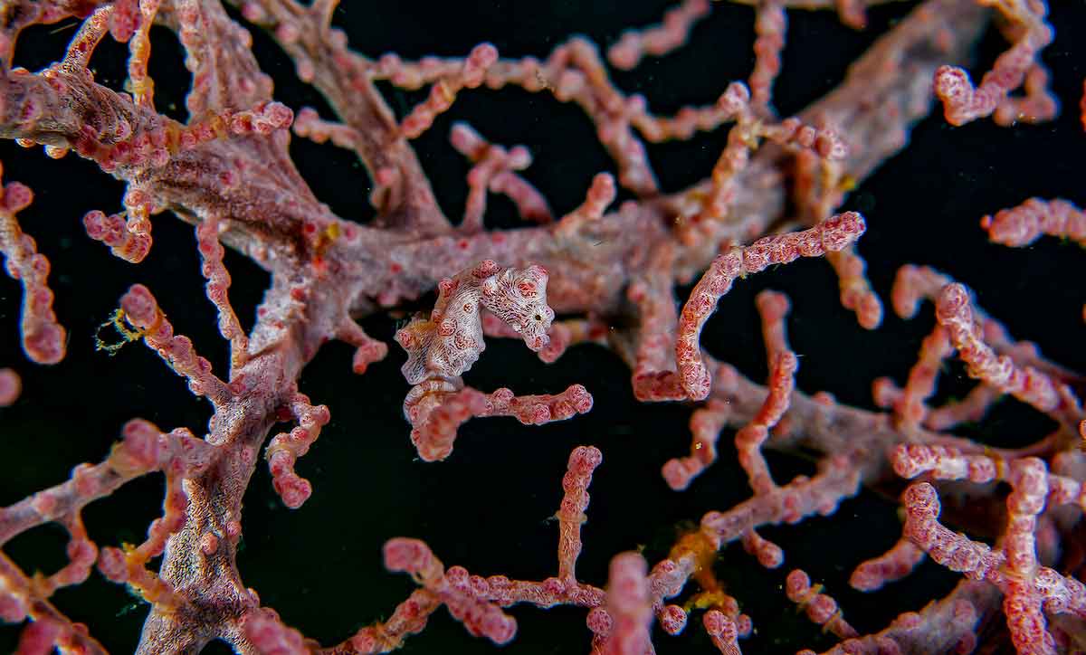 pygmy sea horse