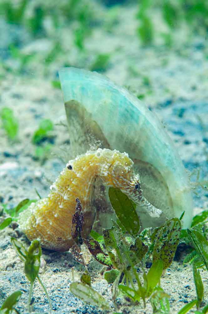 sea horse