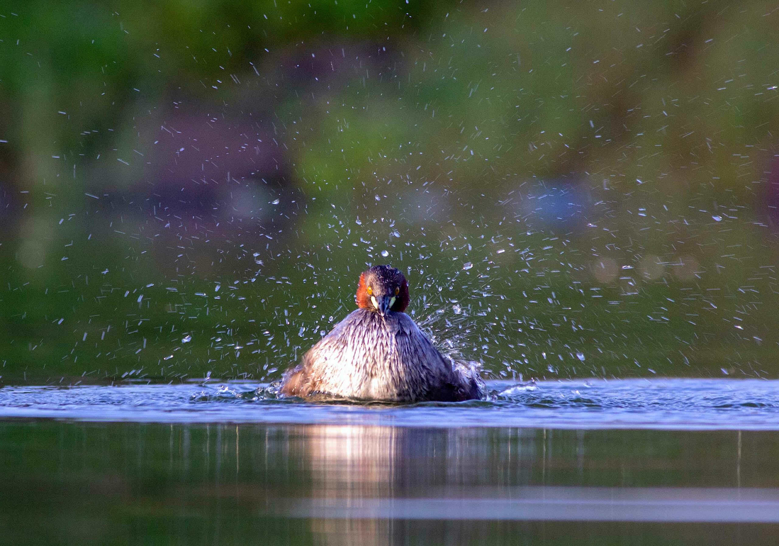 Little grebes are found throughout the subcontinent, except in the high Himalayas, even thriving in remote, harsh conditions at reservoirs and village tanks in Rajasthan.  Photo: Neel Sureja  Cover Photo: Neel Sureja