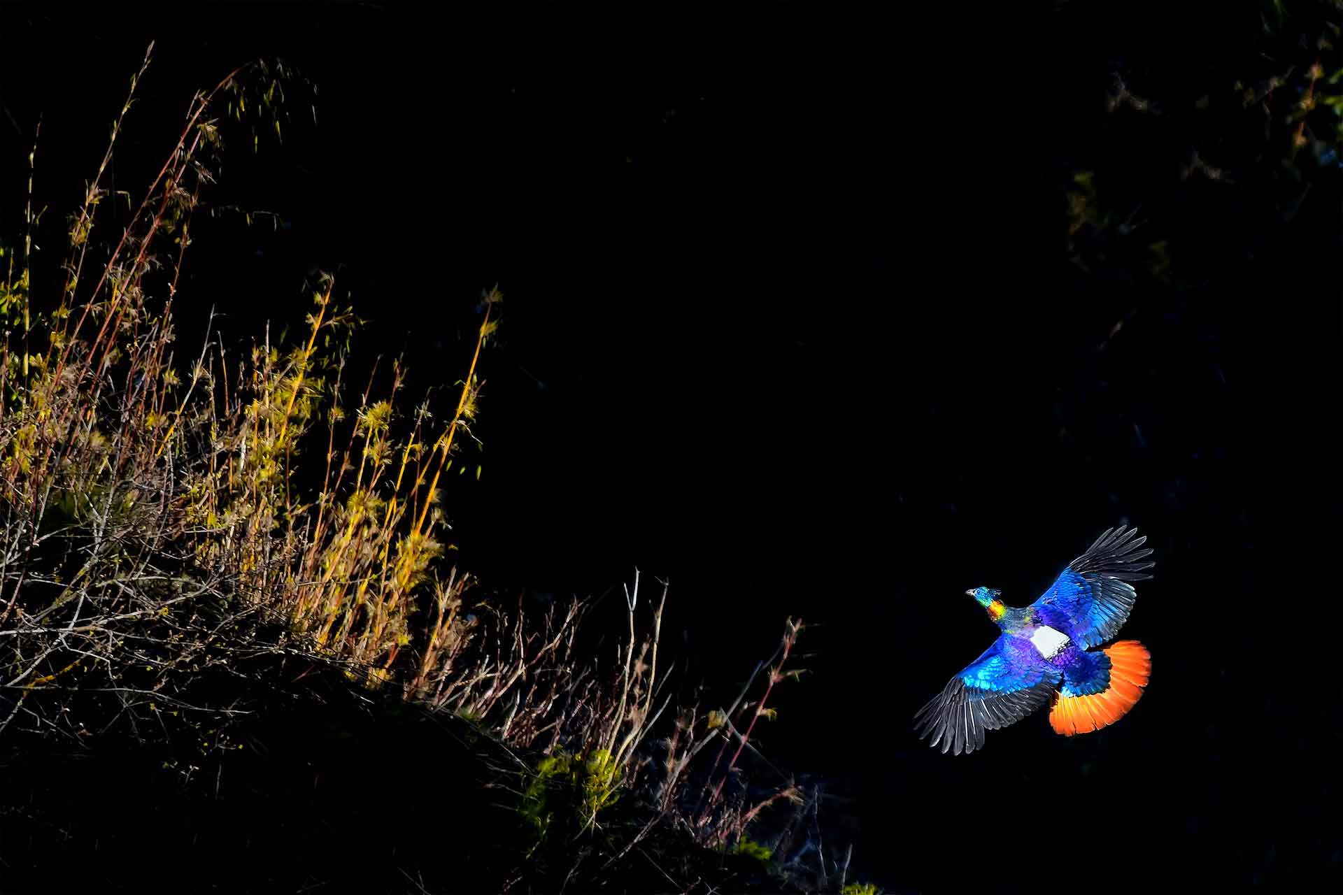 The multicoloured male’s white rump is visible when the bird is in flight. Photo: Kallol Mukherjee
