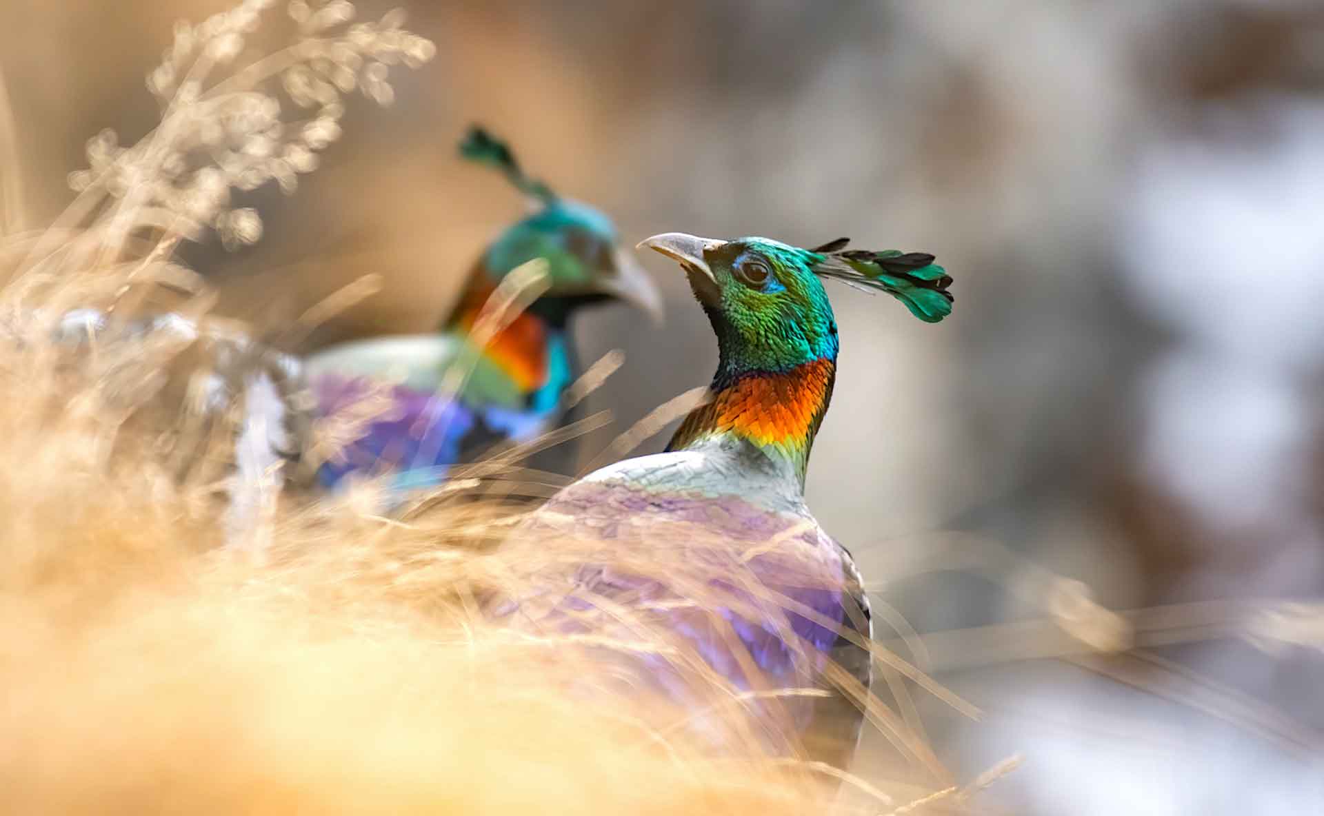 Himalayan monal