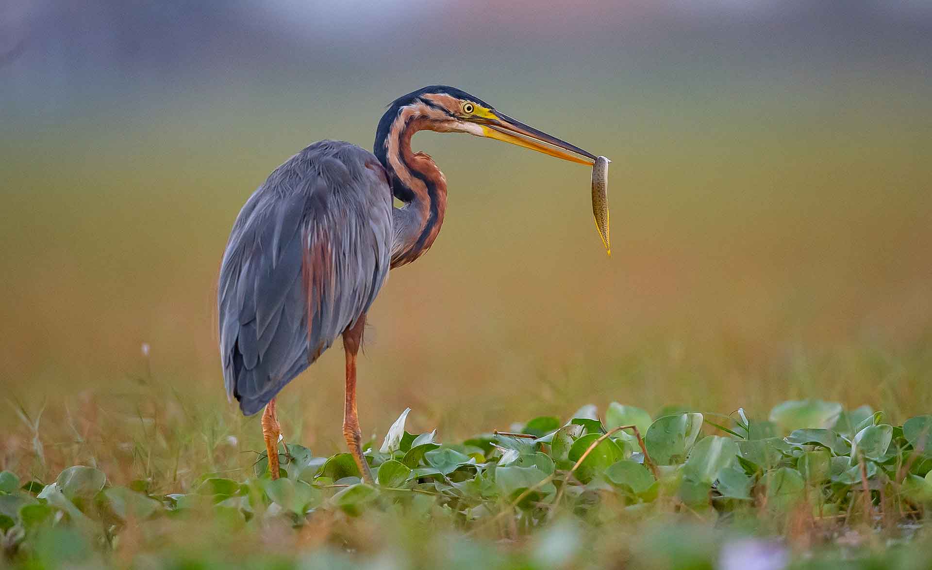 purple heron