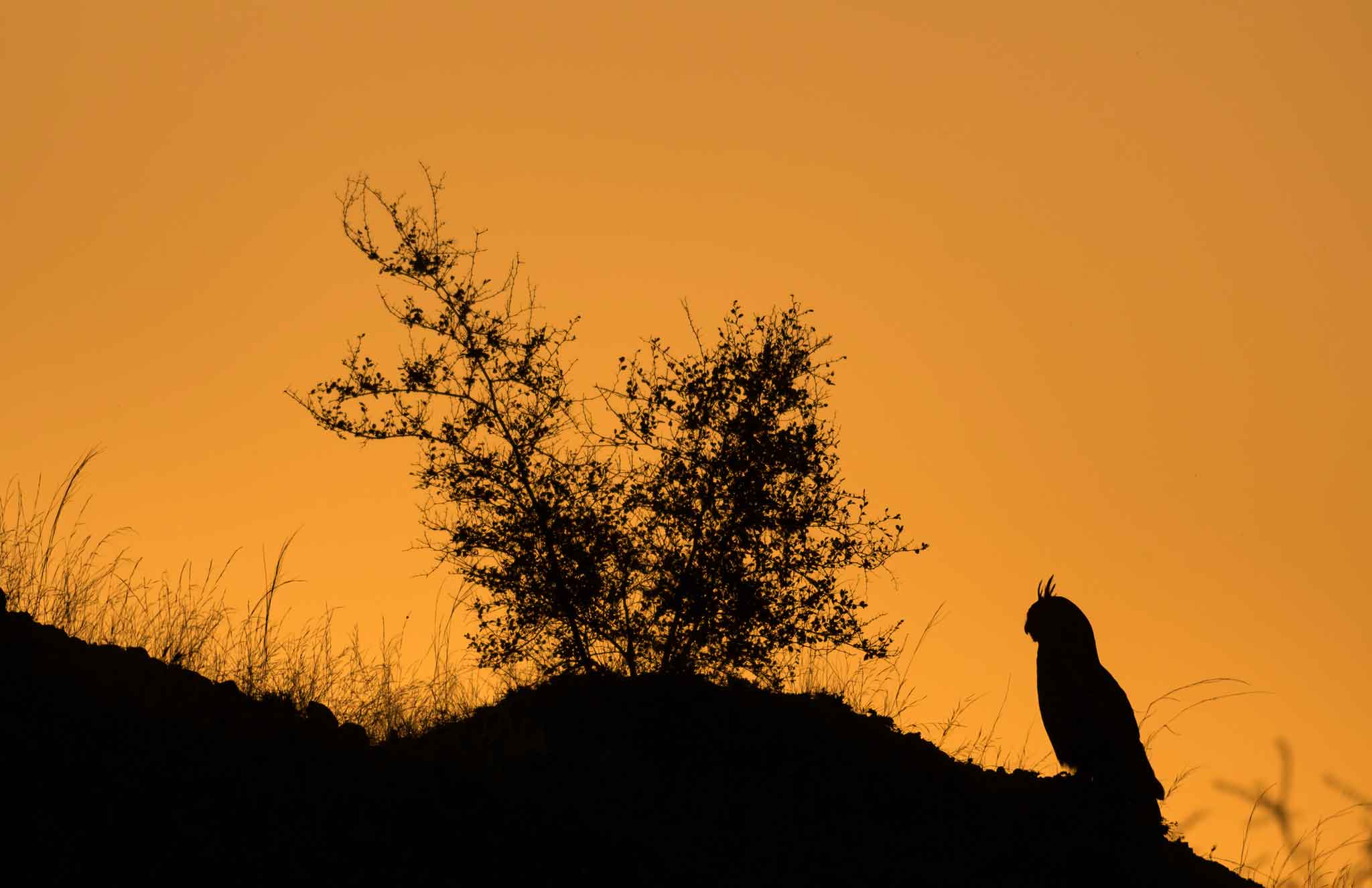 Ominous Owls: Sharp-eyed Hunters of the Night