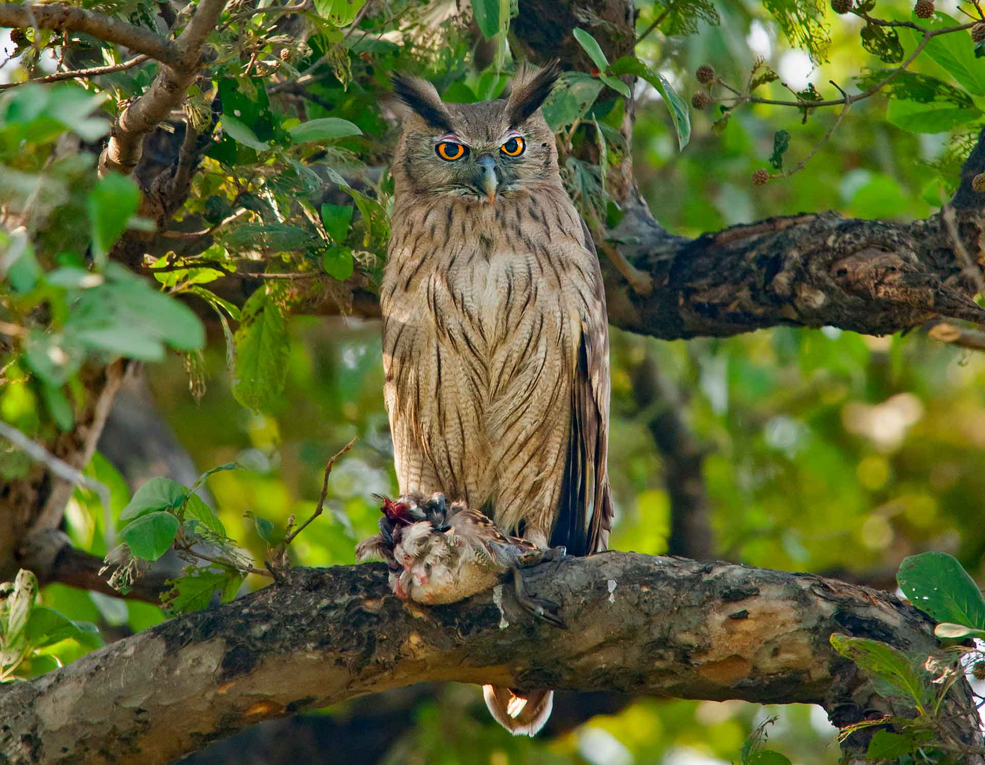 dusky-eagle-owl-with-catch
