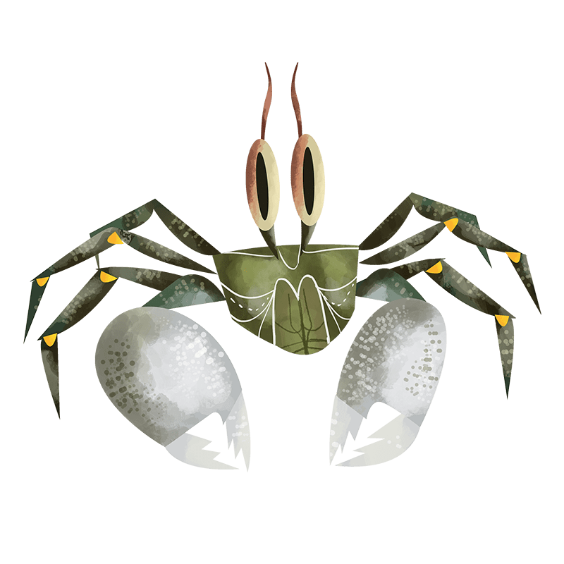 Ghost crab