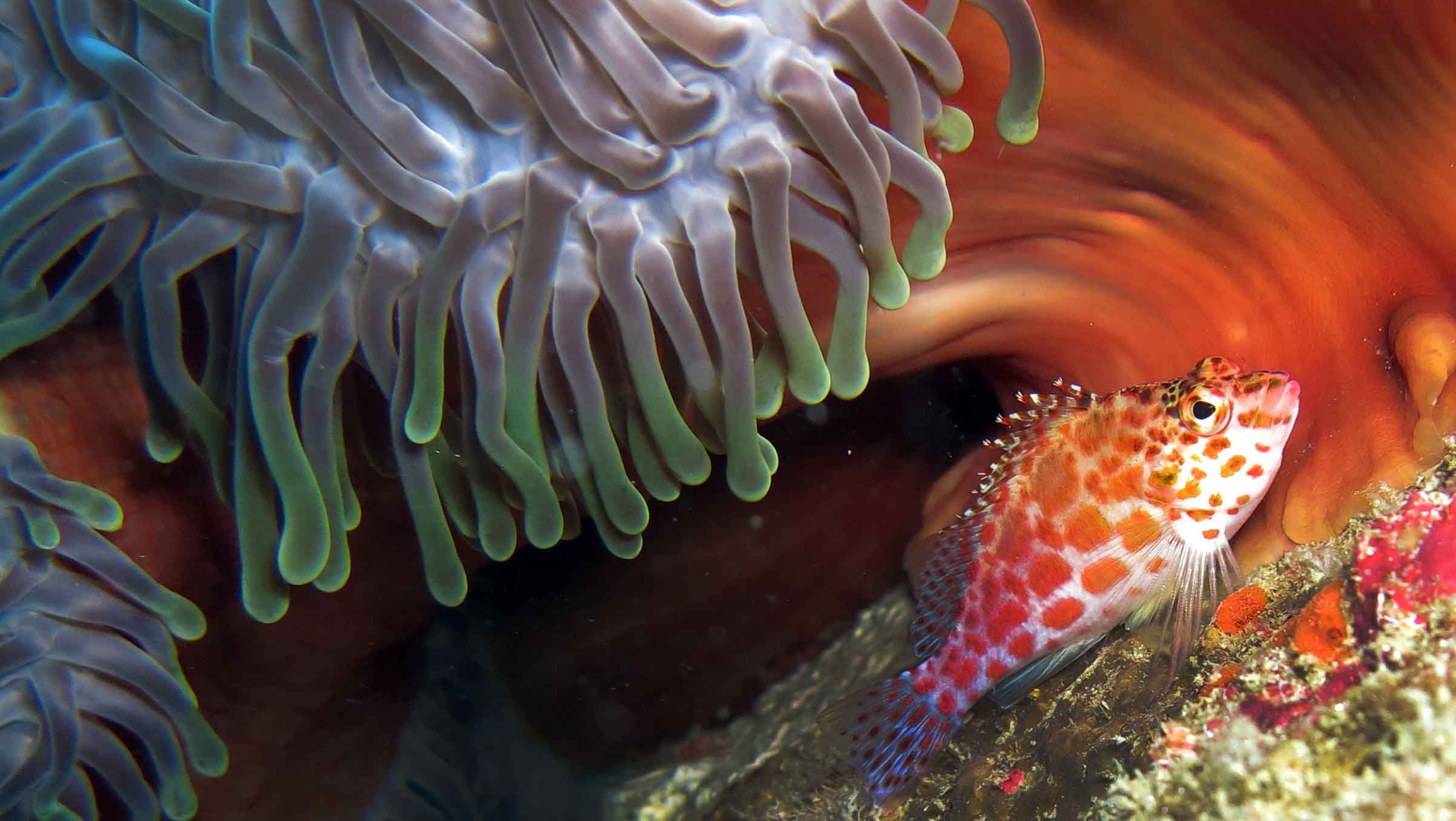Hawkfish Hues: Of Underwater Hunts and Hairy Spines