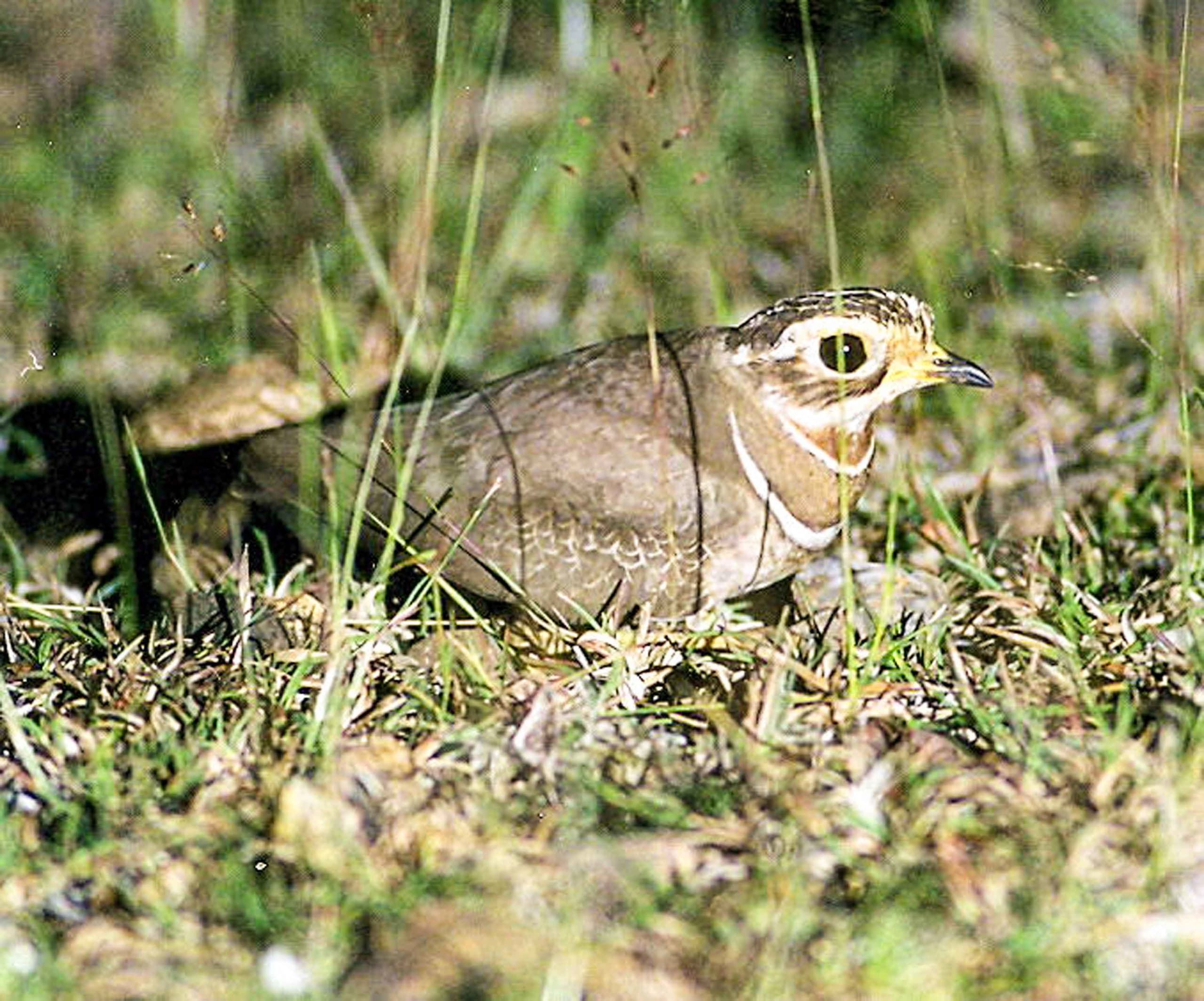 Is the Jerdon’s Courser Extinct?