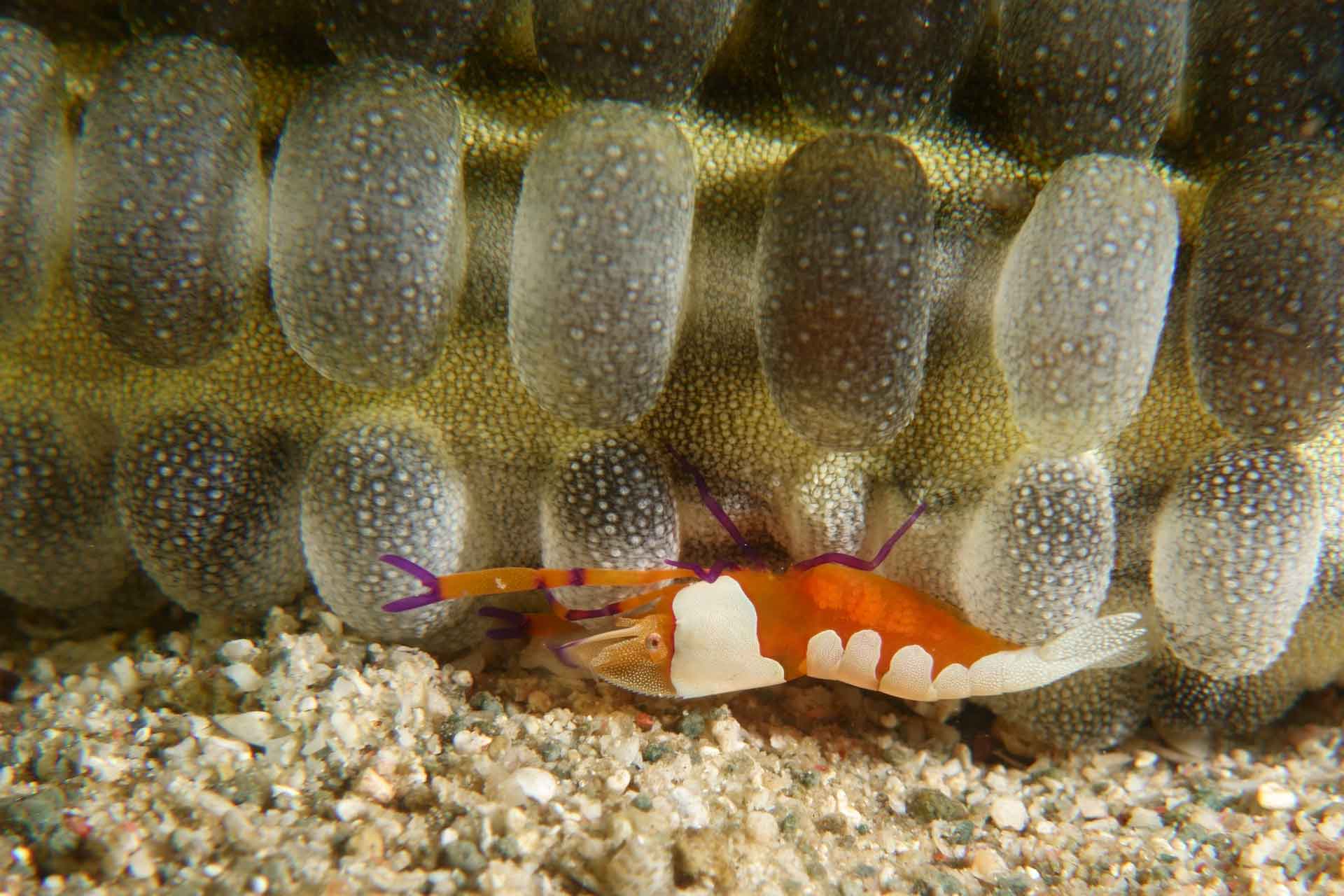 emperor-shrimp-scavenging-cleaning