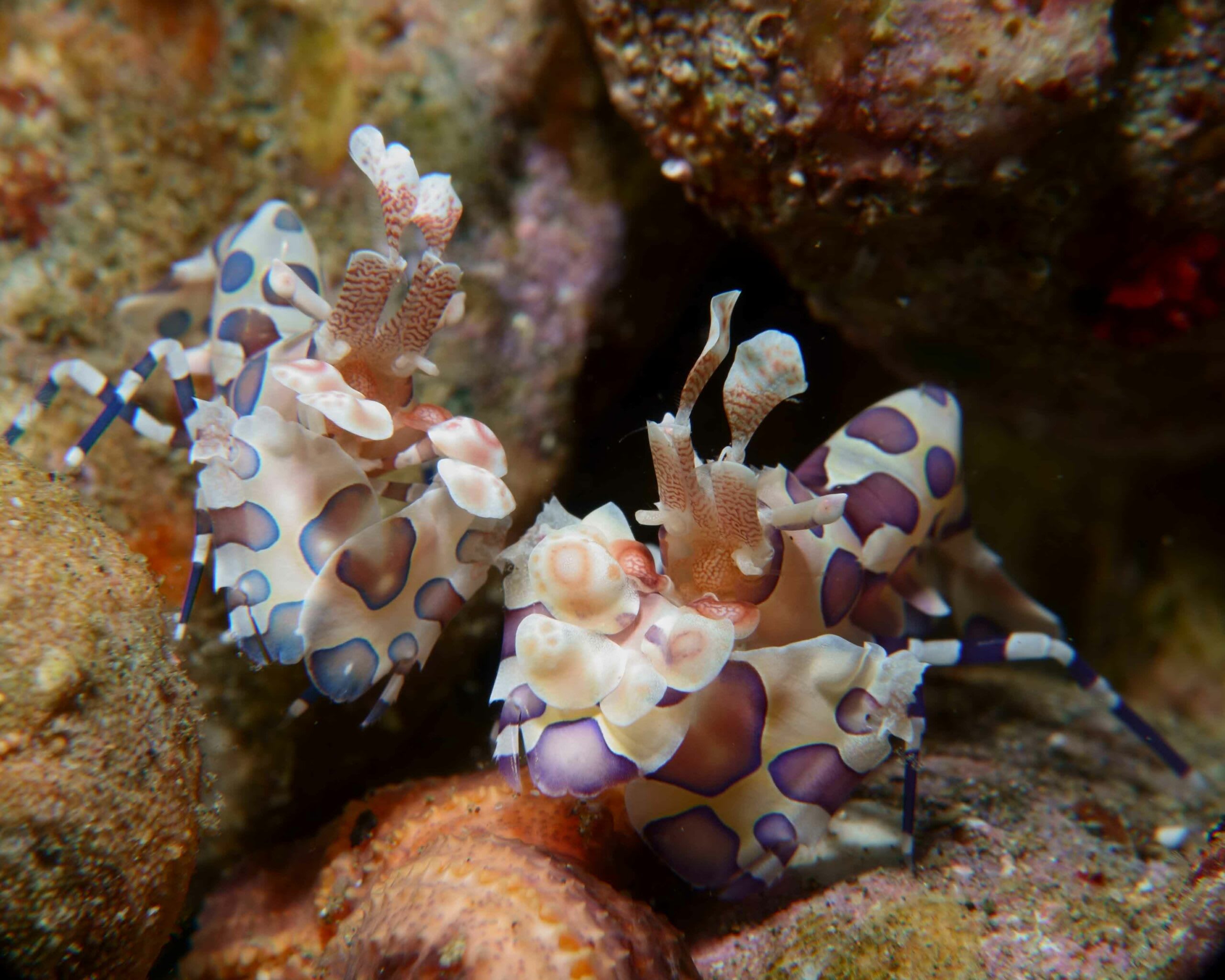 Harlequin shrimps (Hymenocera) are jaw-droppingly beautiful. Blue and pink spots run along on a body of lemon yellow. Their claws and antennae are flattened like the petals of a delicate flower. If you were to guess what a harlequin shrimp did for a living, would voracious predator with a taste for live starfish (and starfish alone) be one of your guesses?  Harlequin shrimps are strong, and live and work in pairs. Females are larger than males. Walking around the reef looking for starfish to take back to their dens, harlequin shrimps work tirelessly to incapacitate their five-armed prey — flipping it over and pinning down its numerous independently working arms. Harlequin shrimps use their claws to cut through the tough exterior of starfish until they get to the tube feet. When in trouble, starfish can break off their arms to escape and regrow them later. However, this behaviour is futile when shrimps lock the starfish in a dead-end crevice. When it regrows injured or chewed up tissue, all it will do is provide an endless larder for the harlequin shrimp. Photo: Joydeep Sarkar