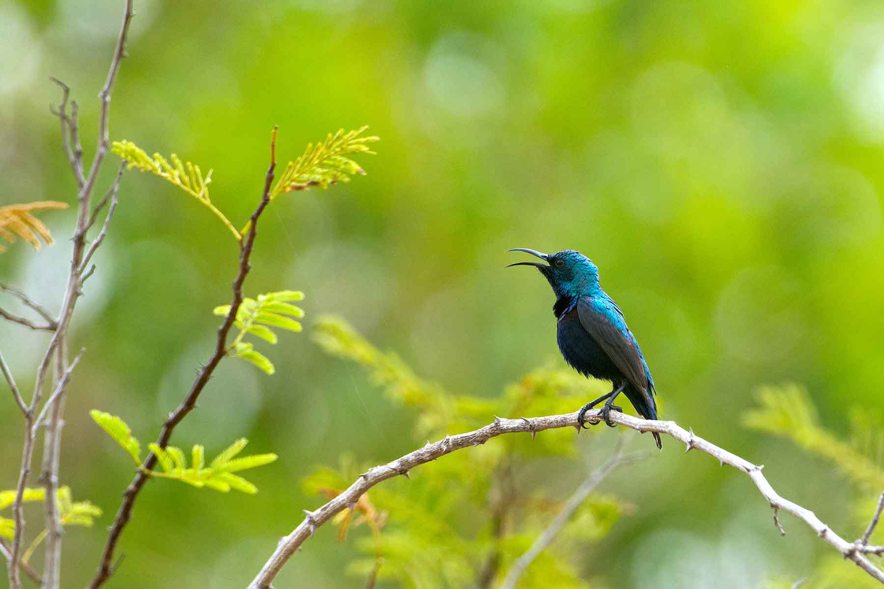 avalahalli-purple-sunbird-beak