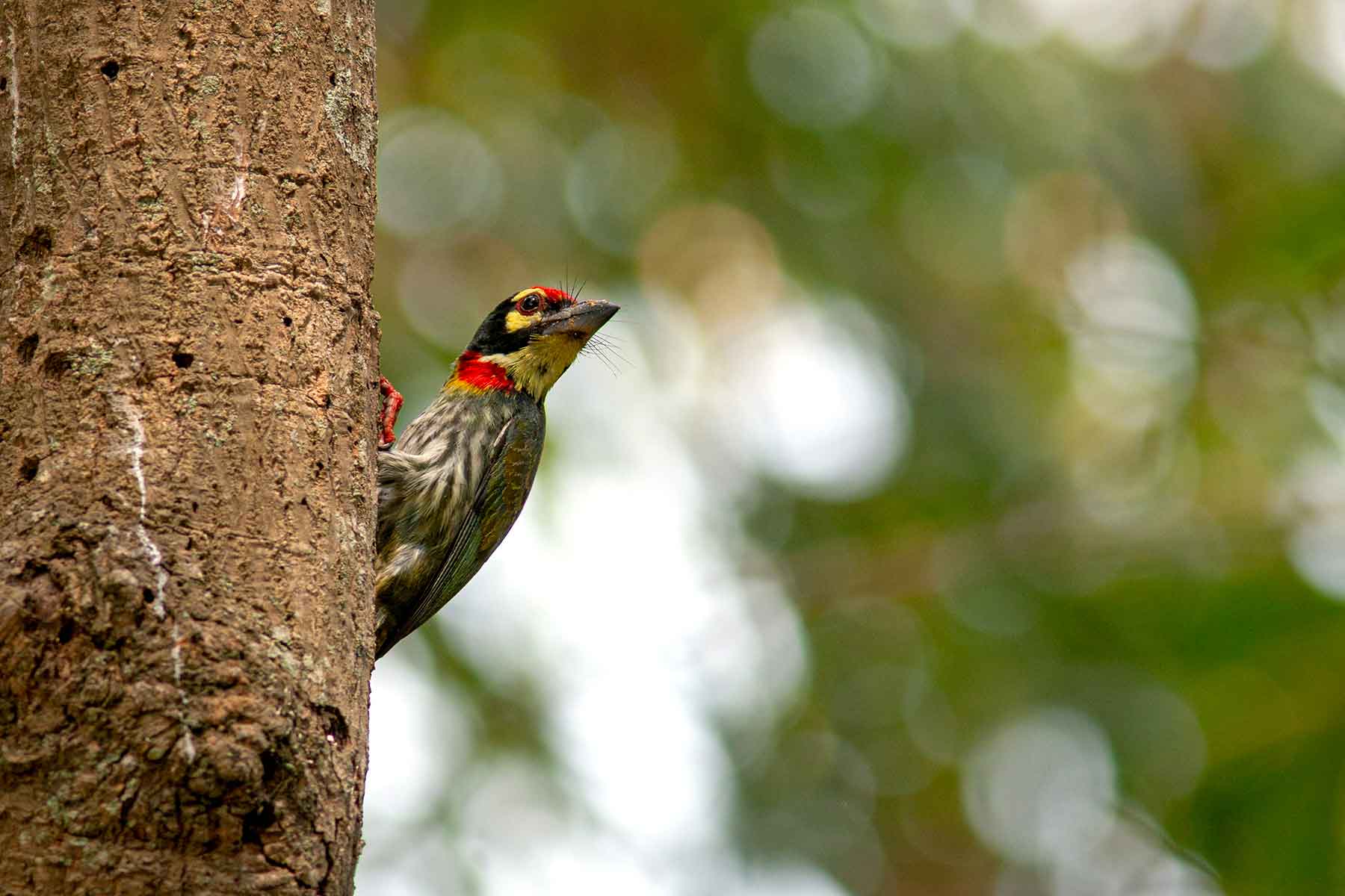 avalahalli-coppersmith-barbet-on-tree-