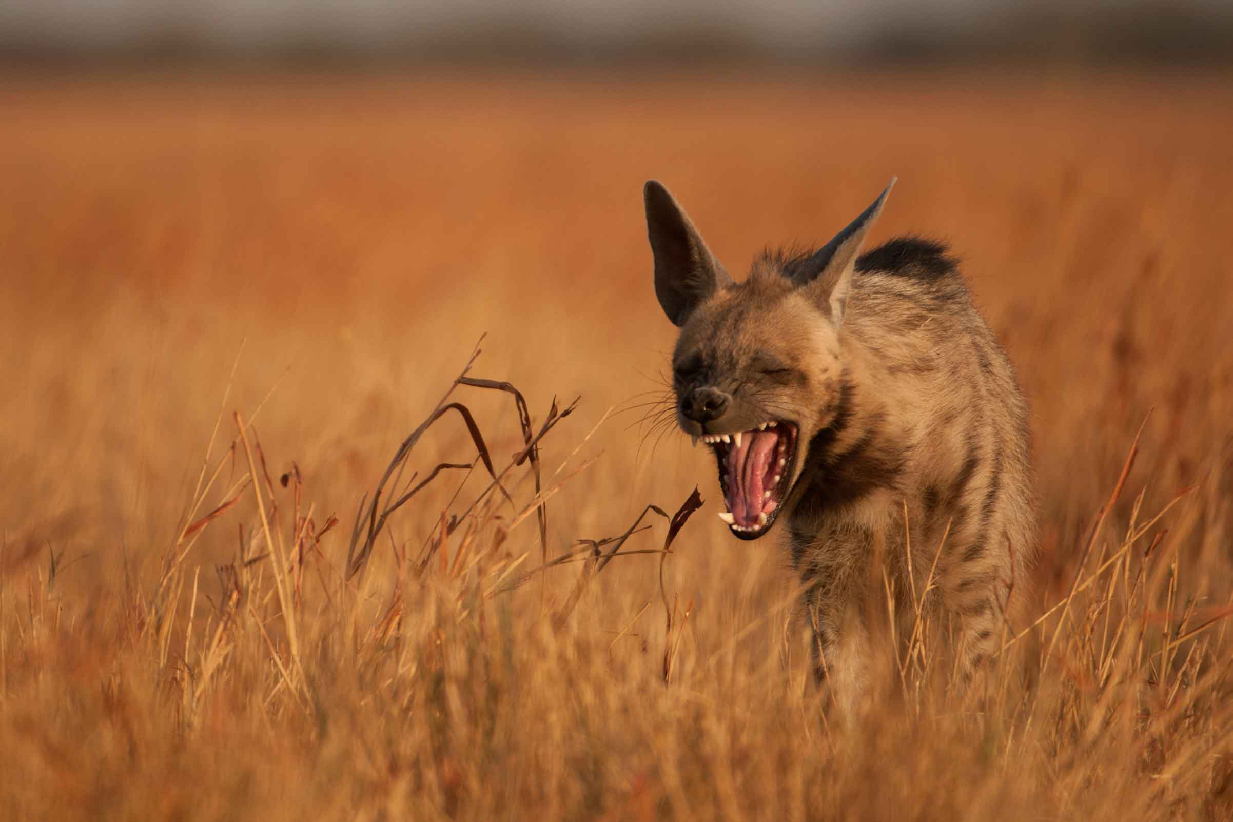 Its powerful jaw, large teeth, and strong skull have evolved to crush bones, while its specially evolved stomach acids are equipped to digest just about anything. Hair, horns, nails — everything is fair game. In some parts of the world, studies have recorded striped hyenas digging human graves and carrying away bones. In India, they’re known to feed on anything from other hyena carcasses to cucumbers. Photo: Kalyan Varma