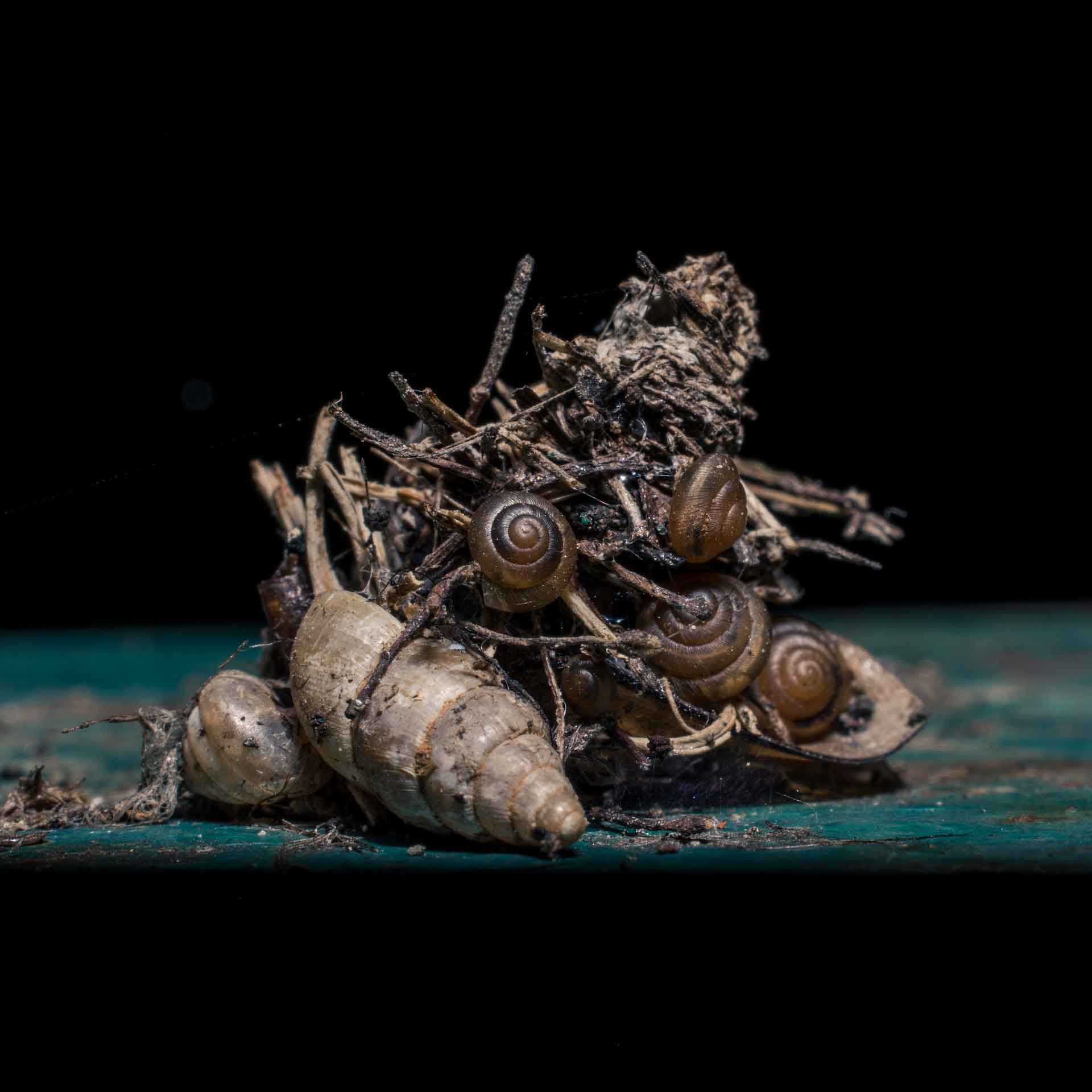 bagworm-moth-caterpillar-snail-shell-bit-plastic