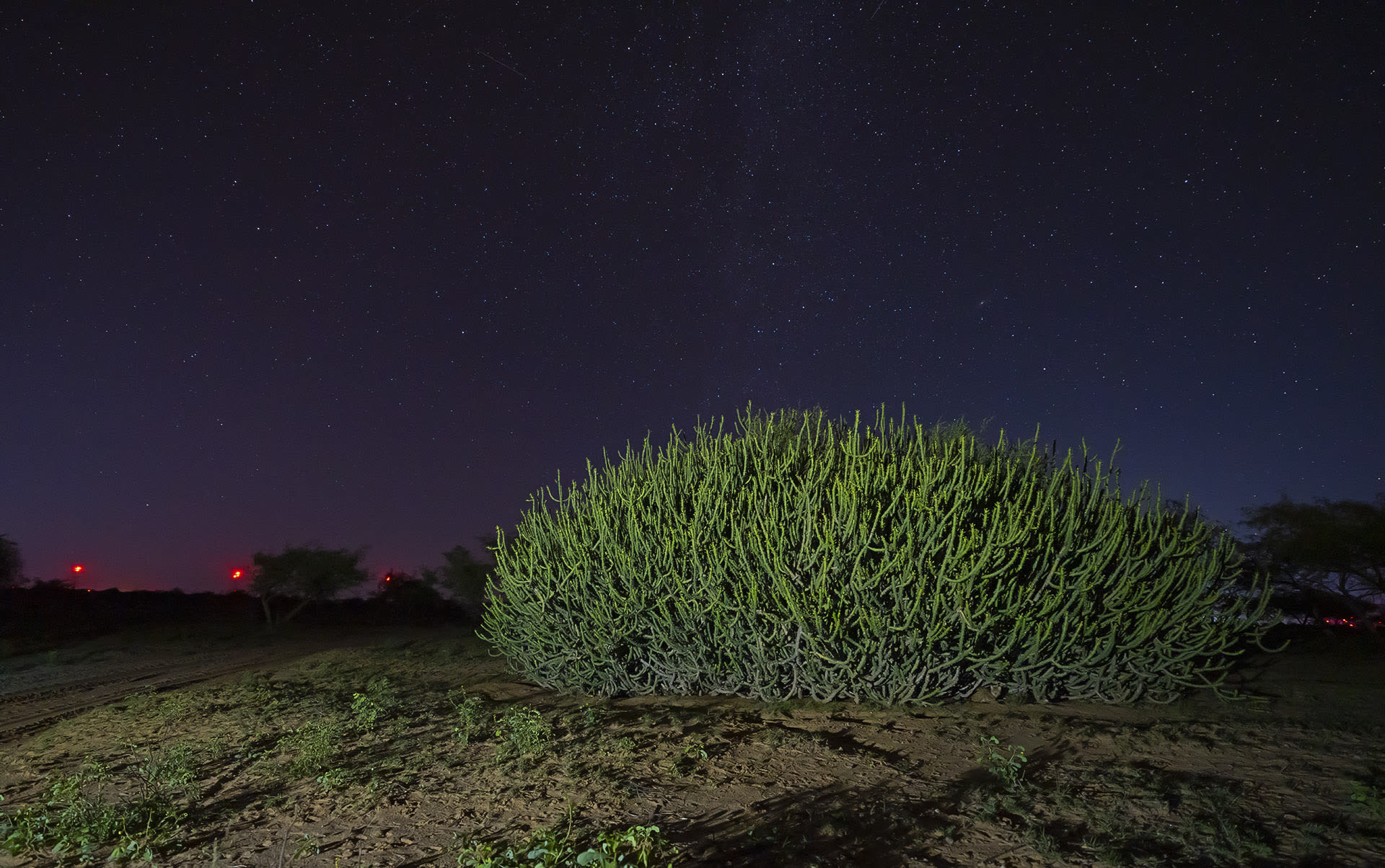 rajasthan-desert-cat-thorny-euphorbia-branches-habitat