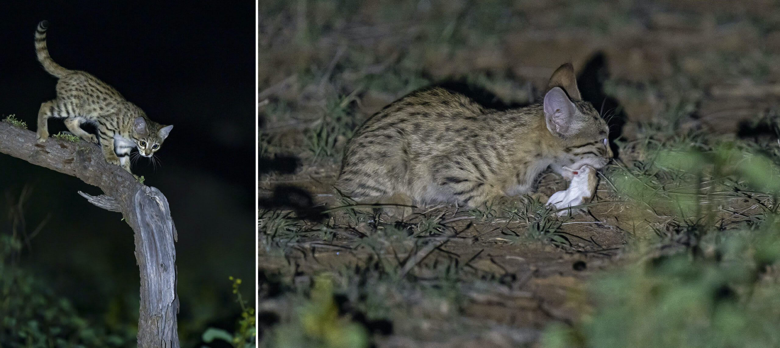 While most hunting happens on the ground, adult Asiatic wildcats have been observed climbing trees adeptly. Braver now, the kittens (left) venture above ground and learn to climb. They also learn to deal with prey, like this kitten practising with an Indian gerbil (right), the fruit of the mother’s hunt that night.  One outcome of being similar to domestic cats and living in human-dominated habitats is the threat of hybridisation. Asiatic wildcats often mate with domestic cats. Hybrid kittens look like Asiatic wildcats, but hybrid adults are easier to identify — their coats are different, and faces are flatter and not as elongated. In a country like India, where only five per cent of the land is protected, life beyond ”protected areas” in sacred groves like these are hopeful signs. It demonstrates that coexistence with local communities in safe wildernesses is possible and offers us rare glimpses into the lives of creatures like the Asiatic wildcat. 
