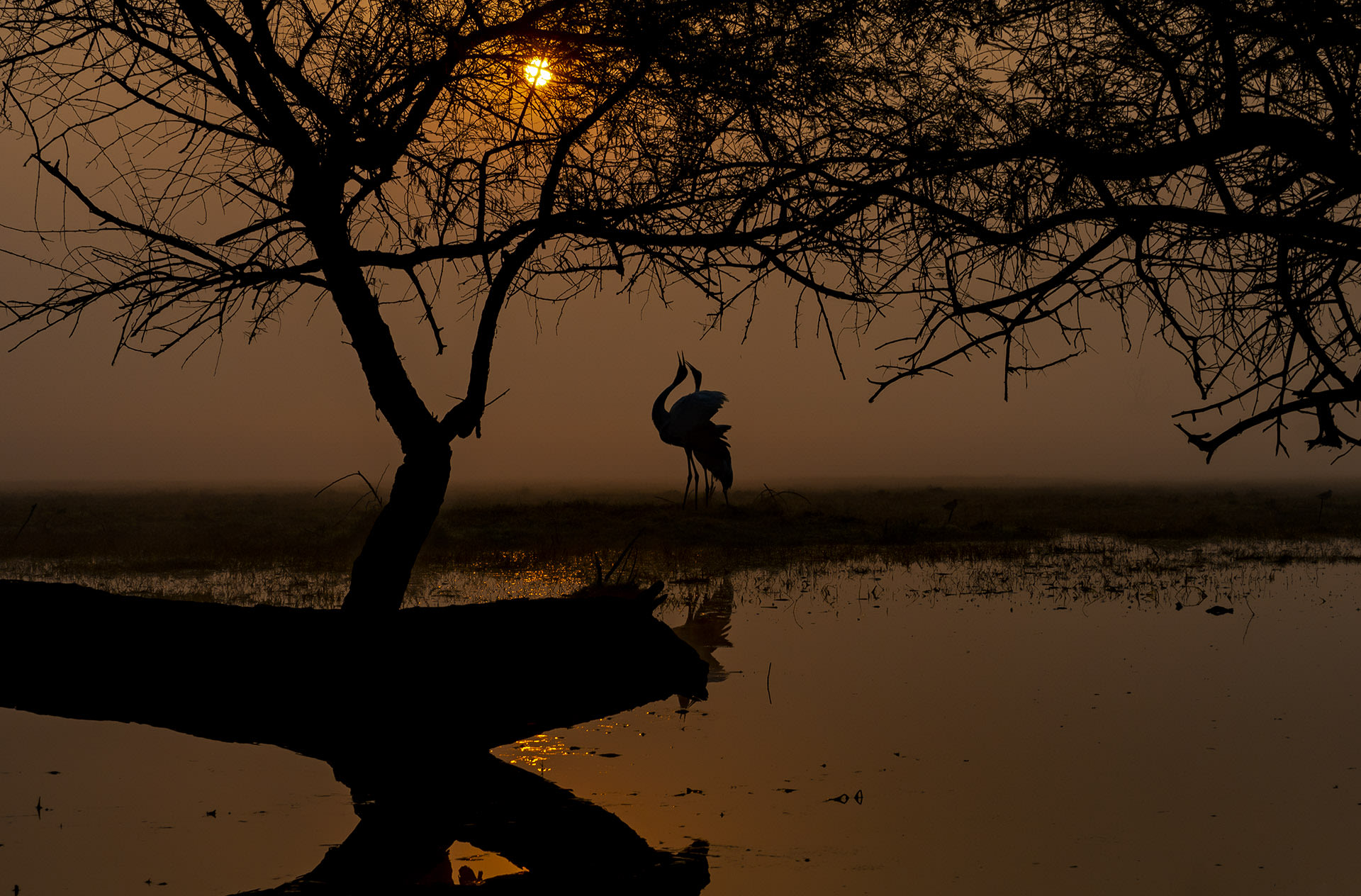 A Lifetime of Love: The Romance of the Sarus Cranes