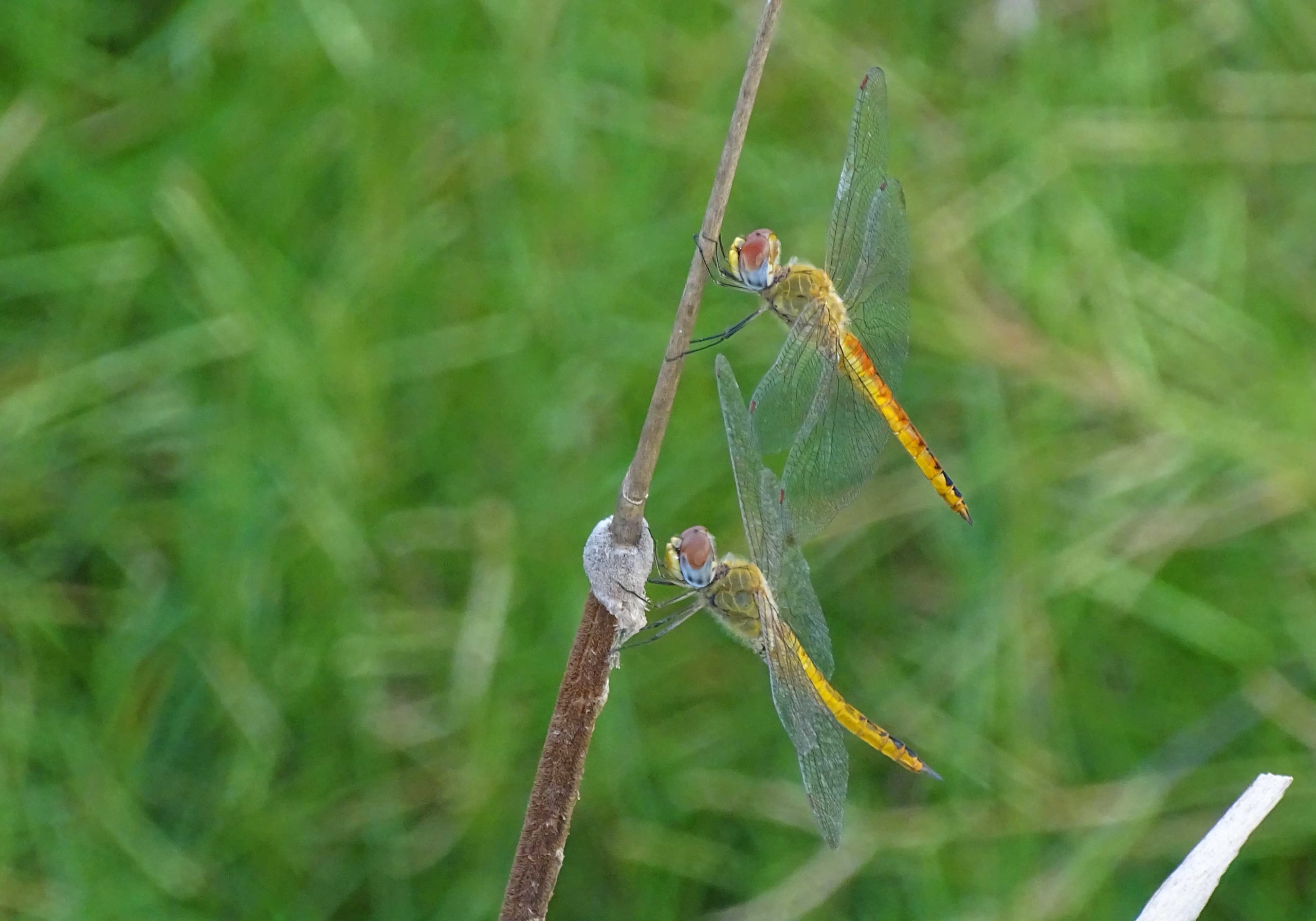 Wandering Glider: World Traveller and Weather Vane